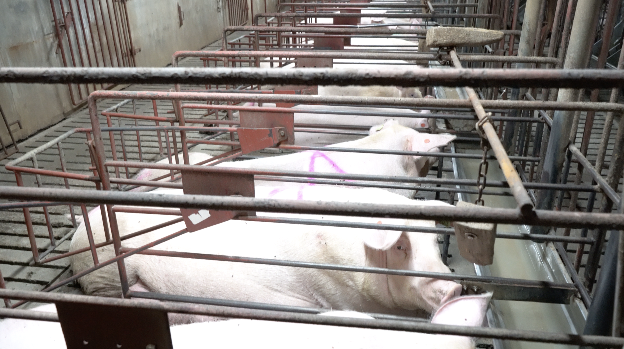 Pregnant females are confined to gestation crates until they are ready to give birth.
