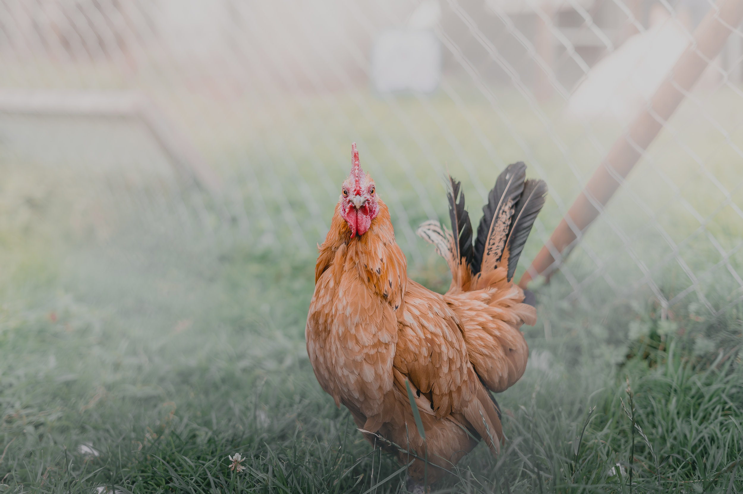 chicken.jpg
