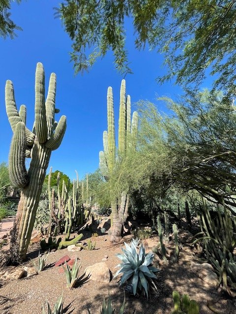 WHERE TO STAY, EAT & PLAY IN PHOENIX, AZ