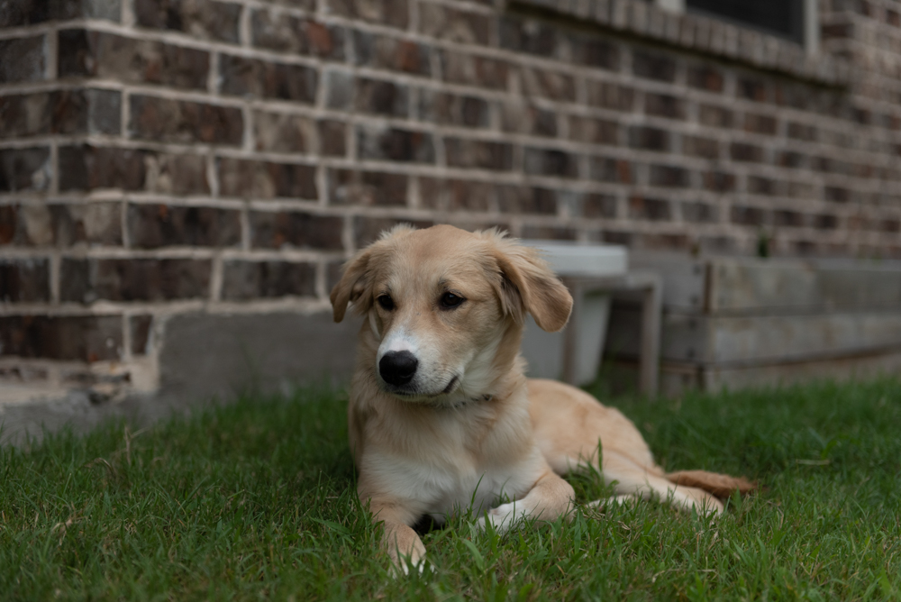 Puppy-Adoption-Photo-Book-Edited-Images-12.jpg
