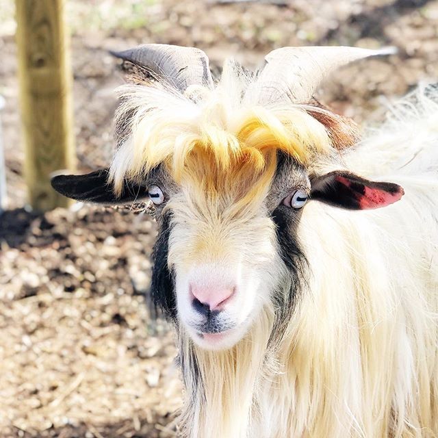 George is loving the sunshine. I have to agree. 🐐 🐐 .
.
.
#goatsofinstagram #farmlife