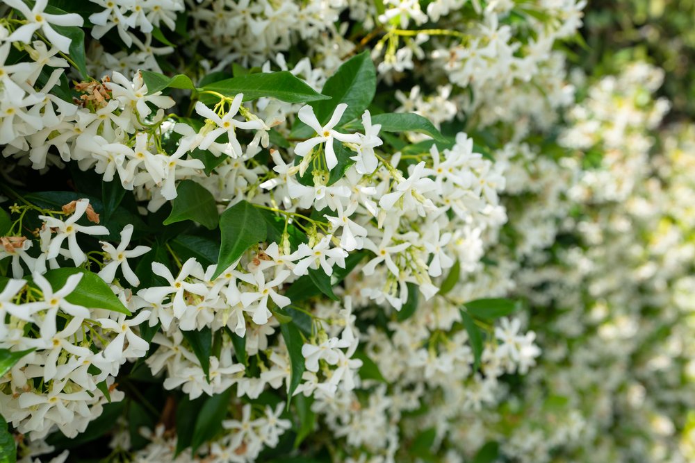 White flowers 7301 W 87th Place Westchester California 90045.JPG