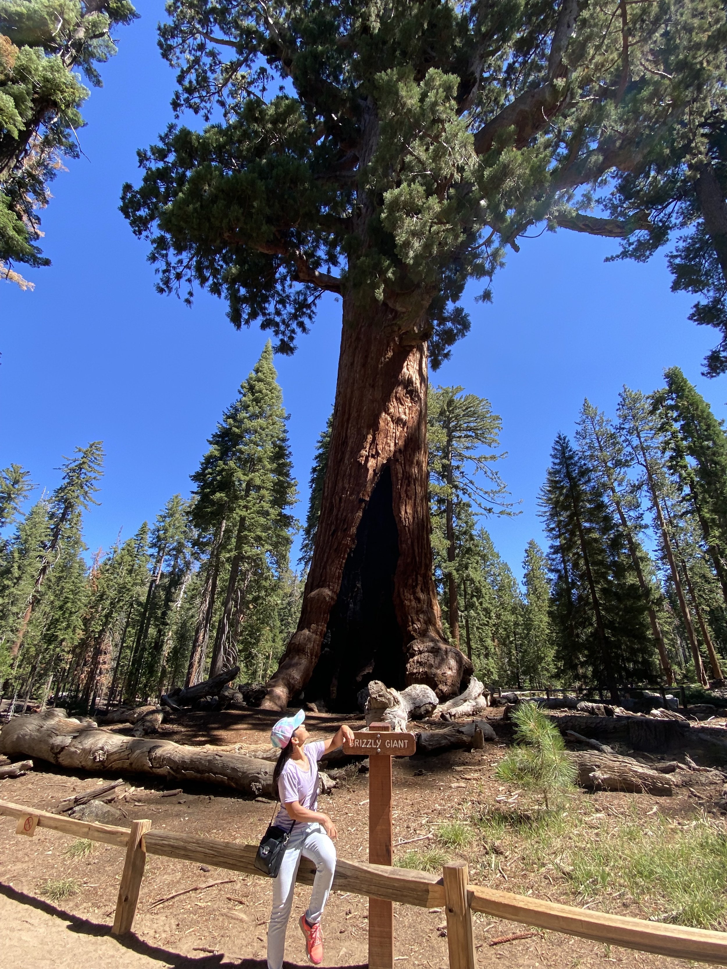 that's a big tree.jpg