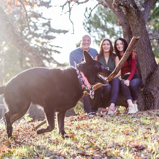 photobombed 🙃#familysession #paloaltophotographer #losaltosphotographer #familyphotosession #sarahslaytonphotography