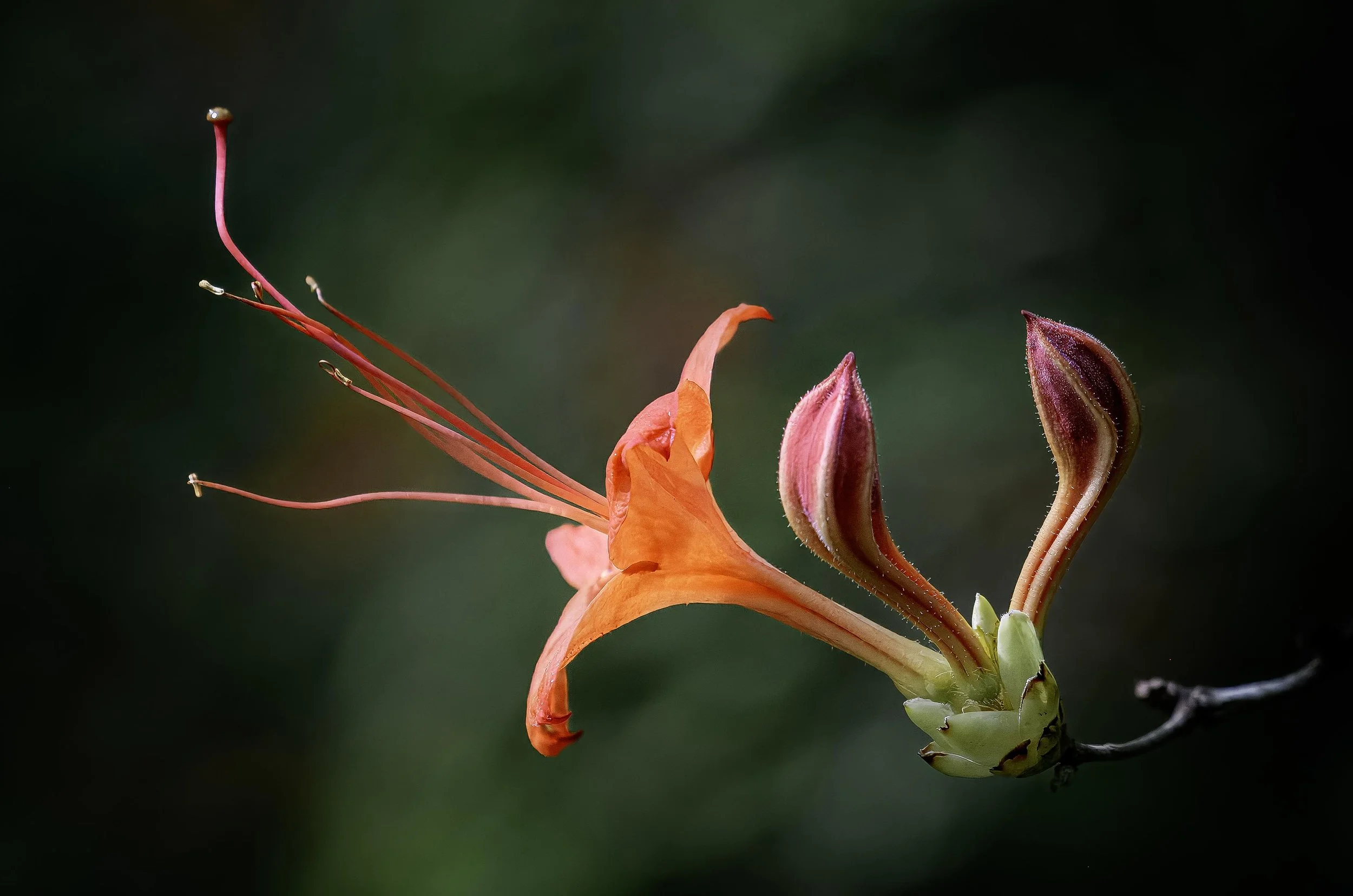 DSC_9043 copy-topaz-rawdenoise-sharpen.jpg