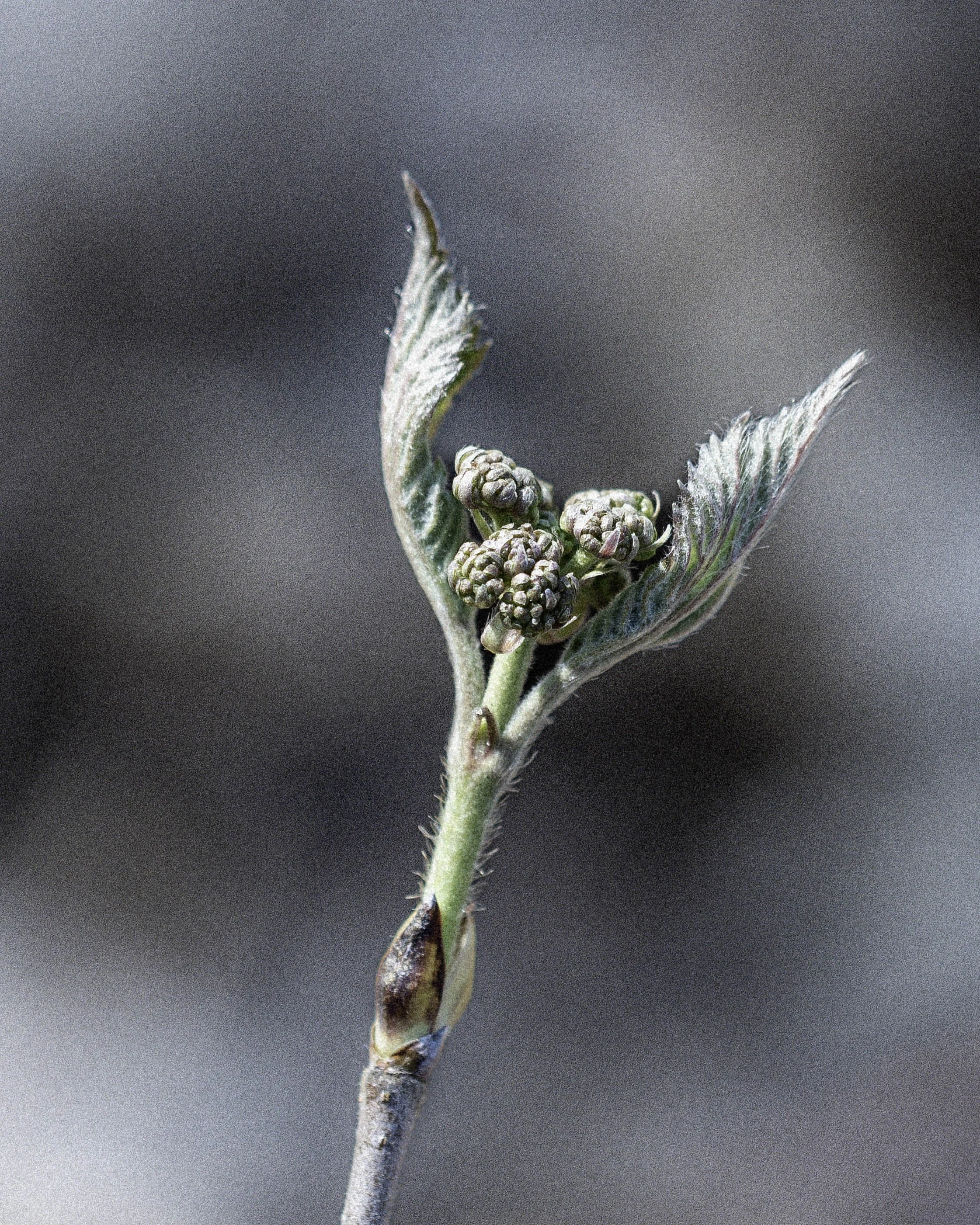 DSC_4457.jpg