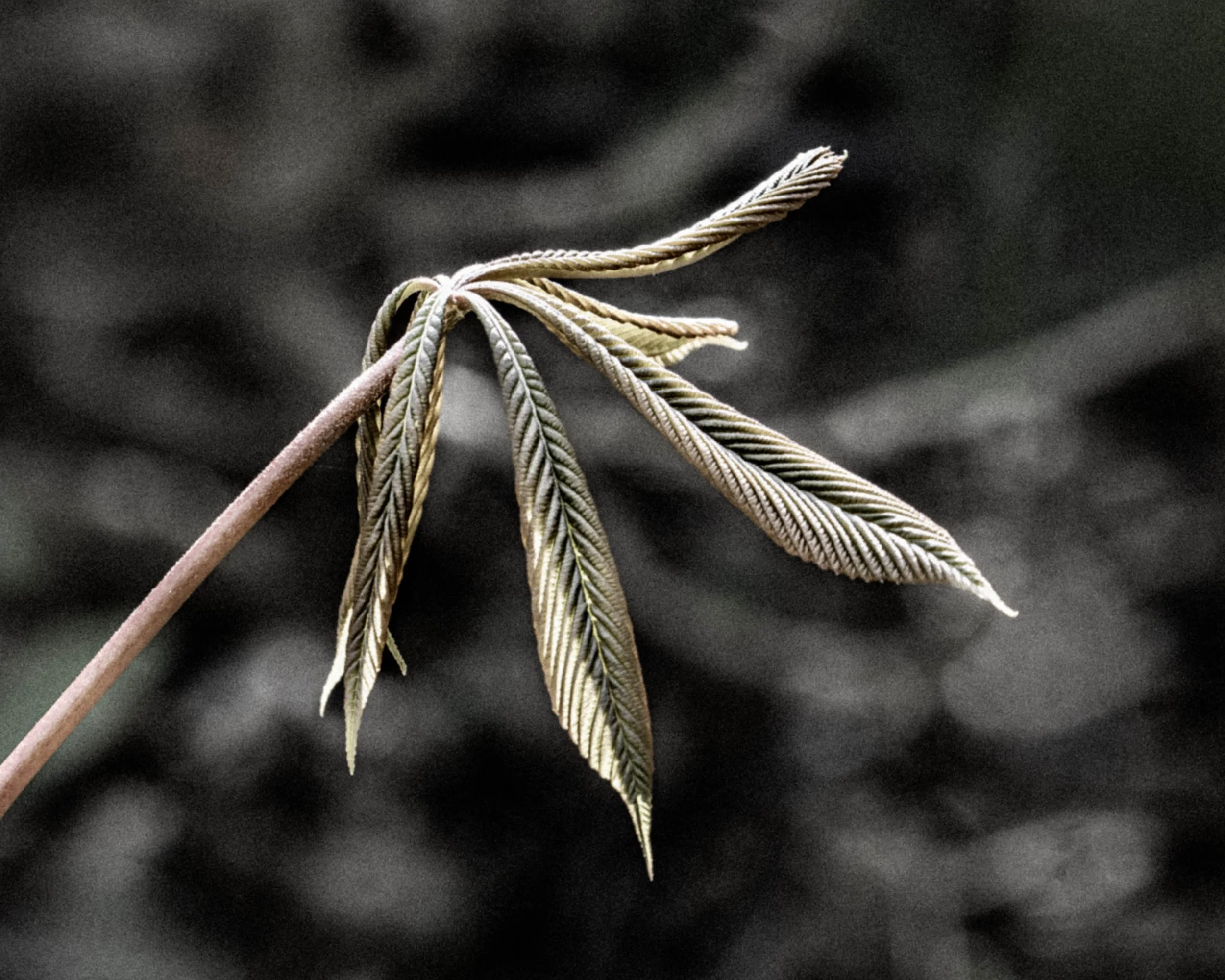 DSC_4486.jpg