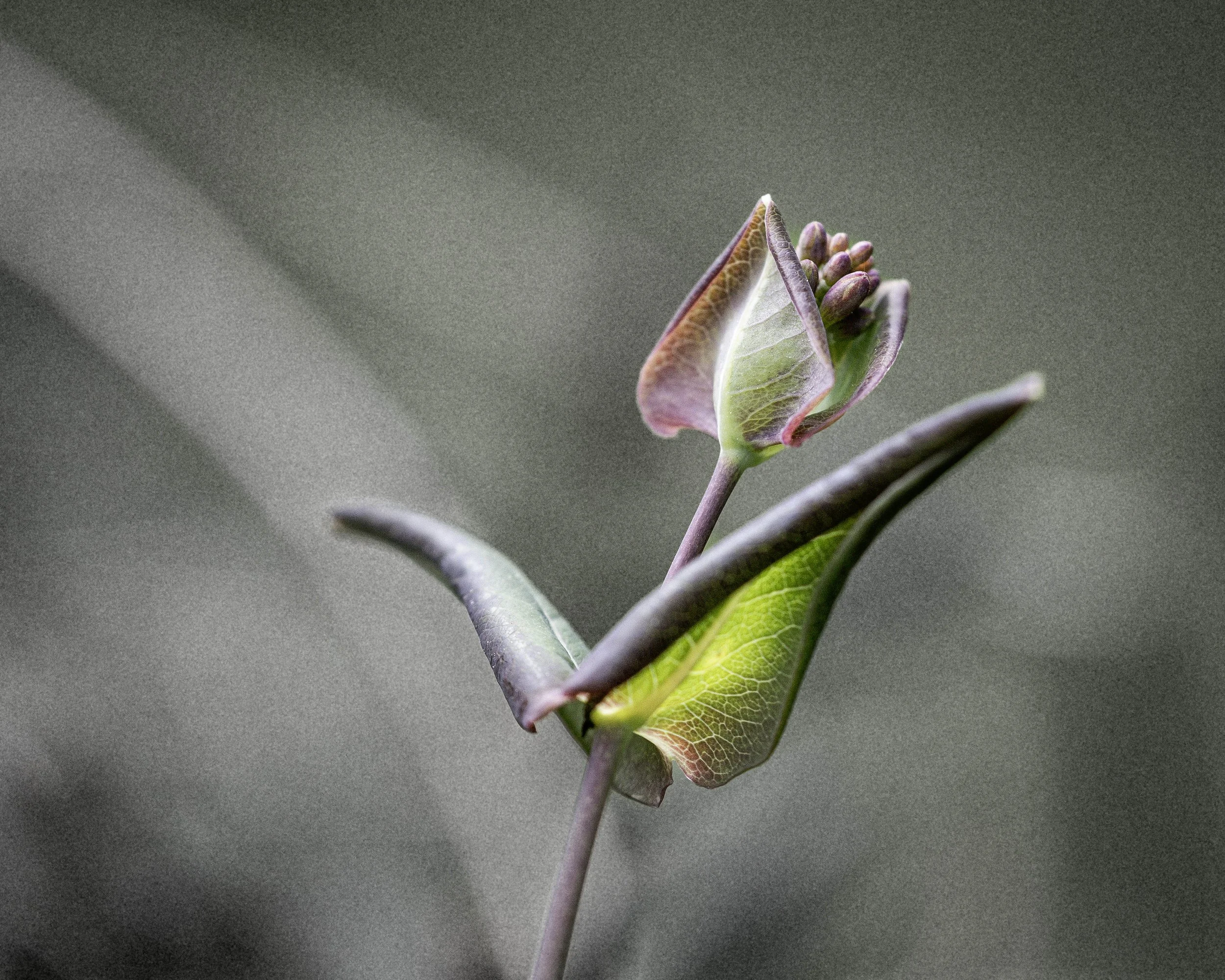 DSC_4541.jpg
