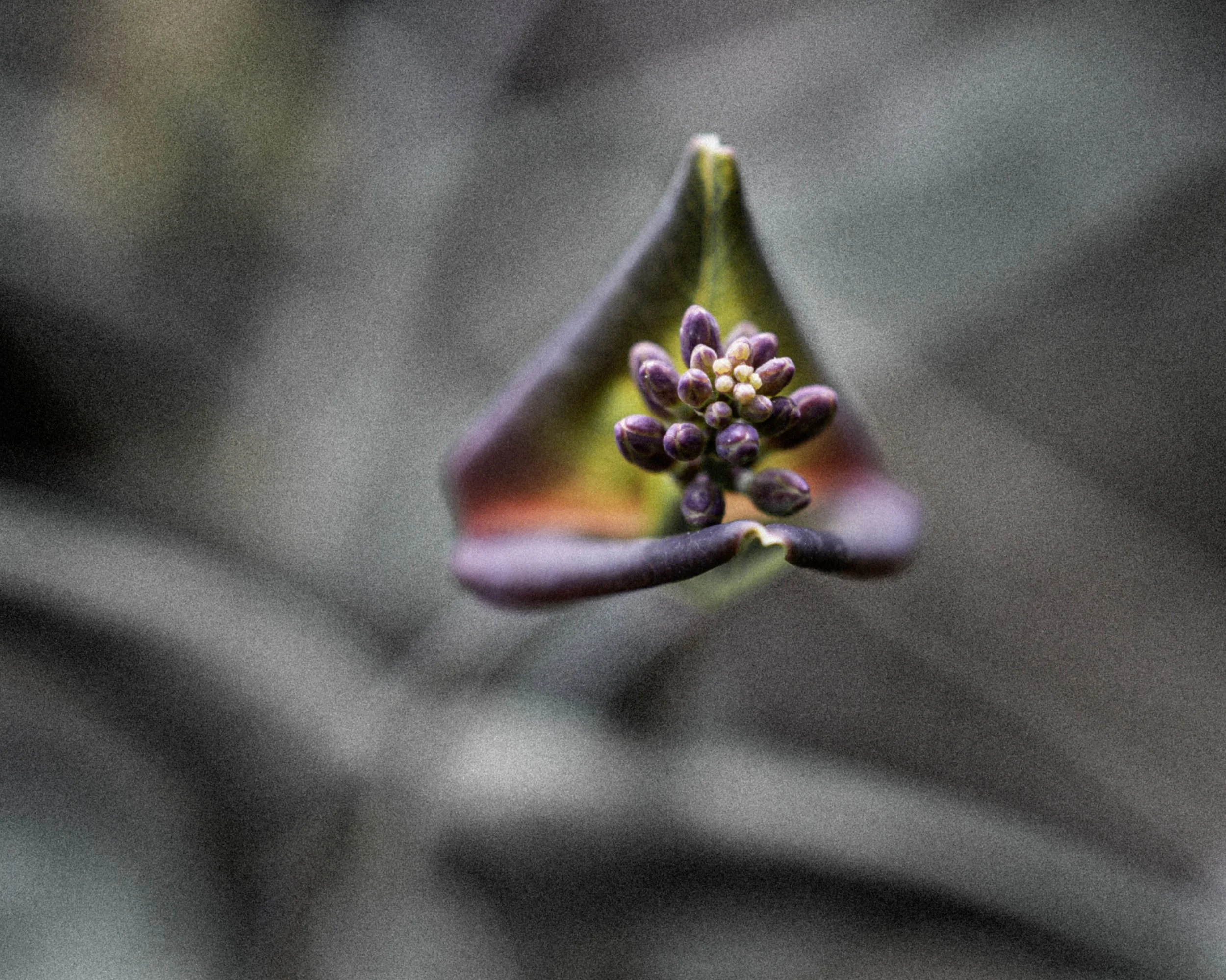 DSC_4556.jpg