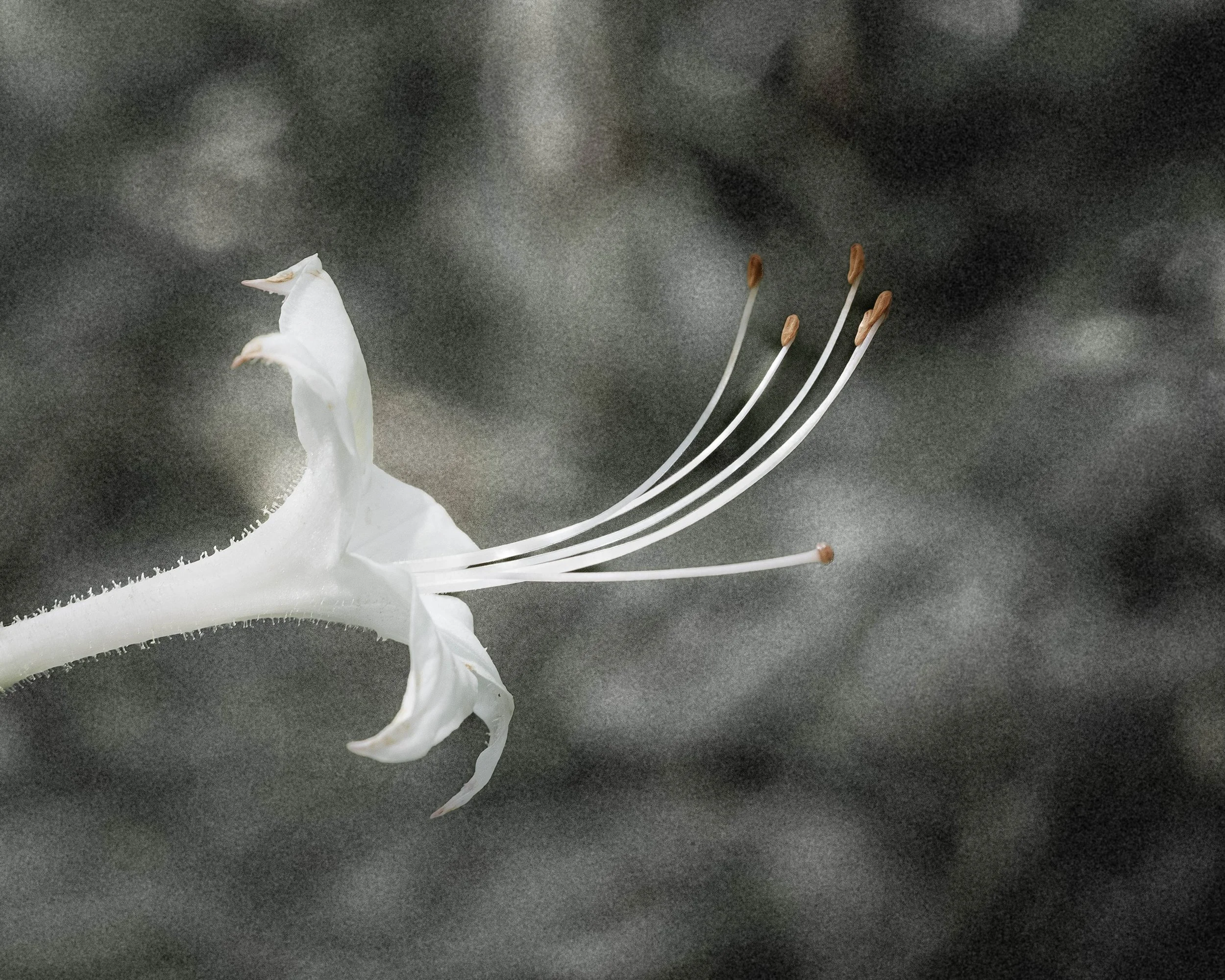 DSC_6519.jpg