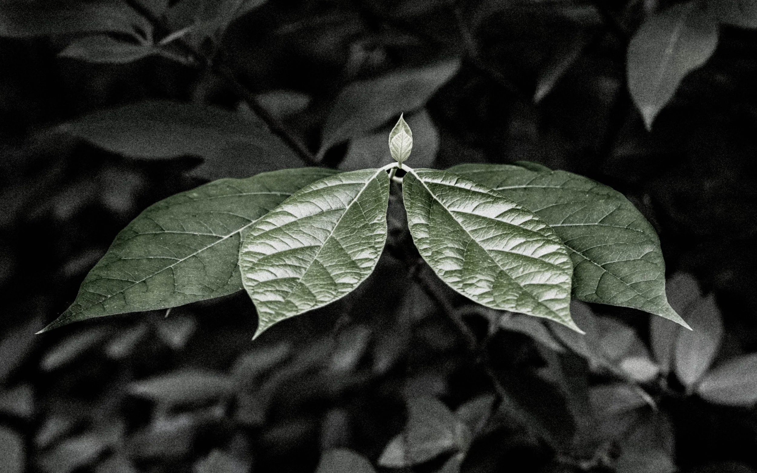 DSC_6799.jpg