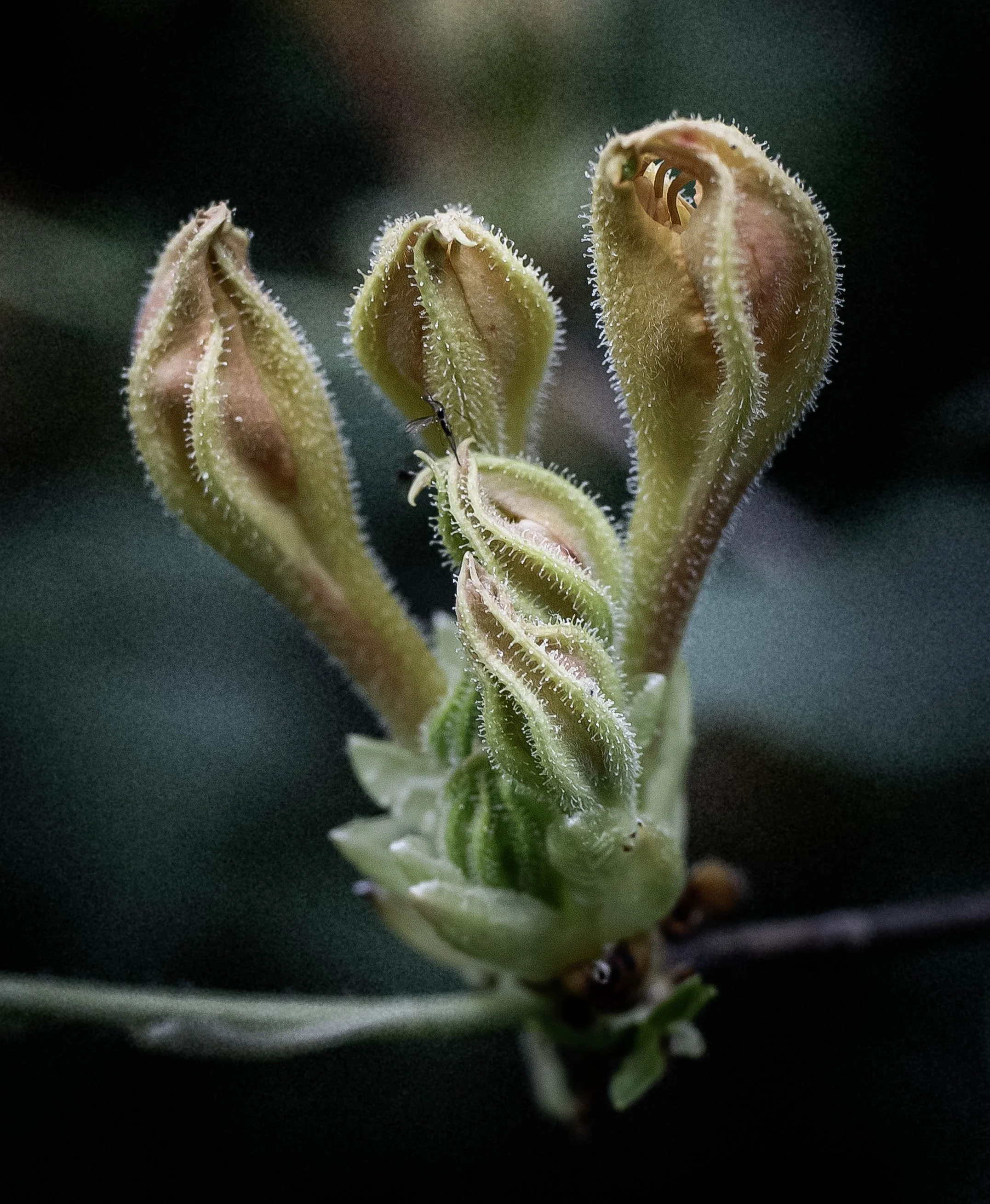 DSC_6278.jpg