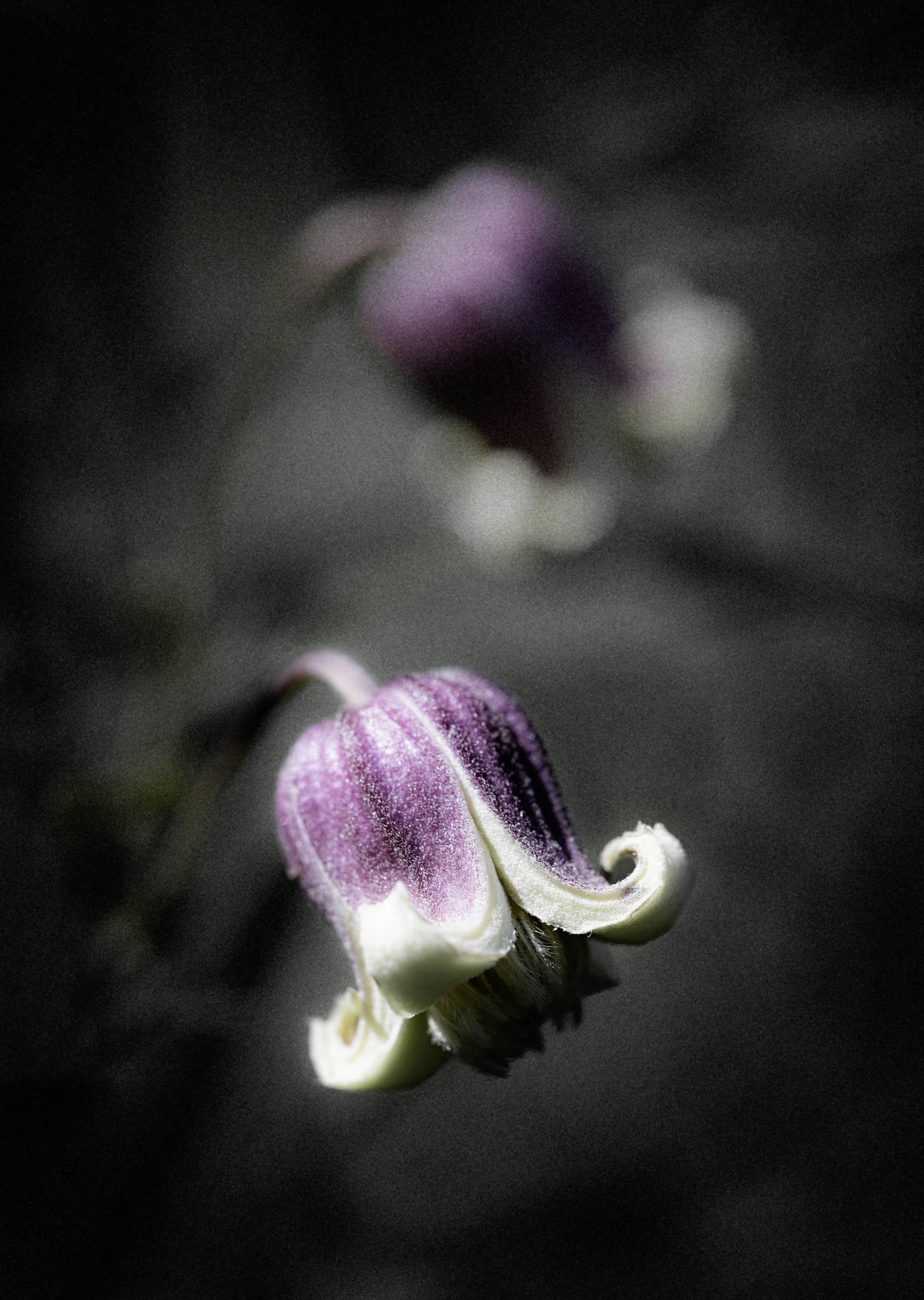 DSC_3382.jpg