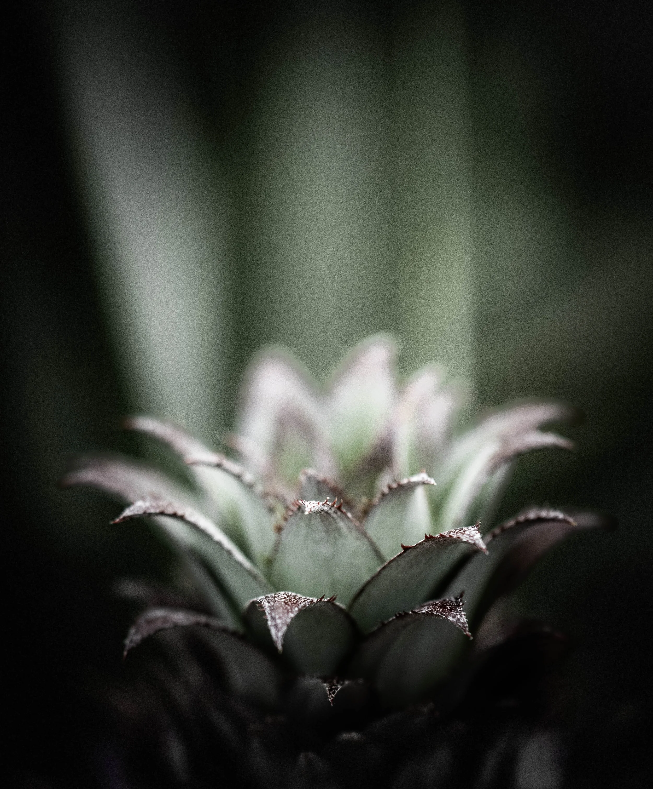 DSC_8408.jpg
