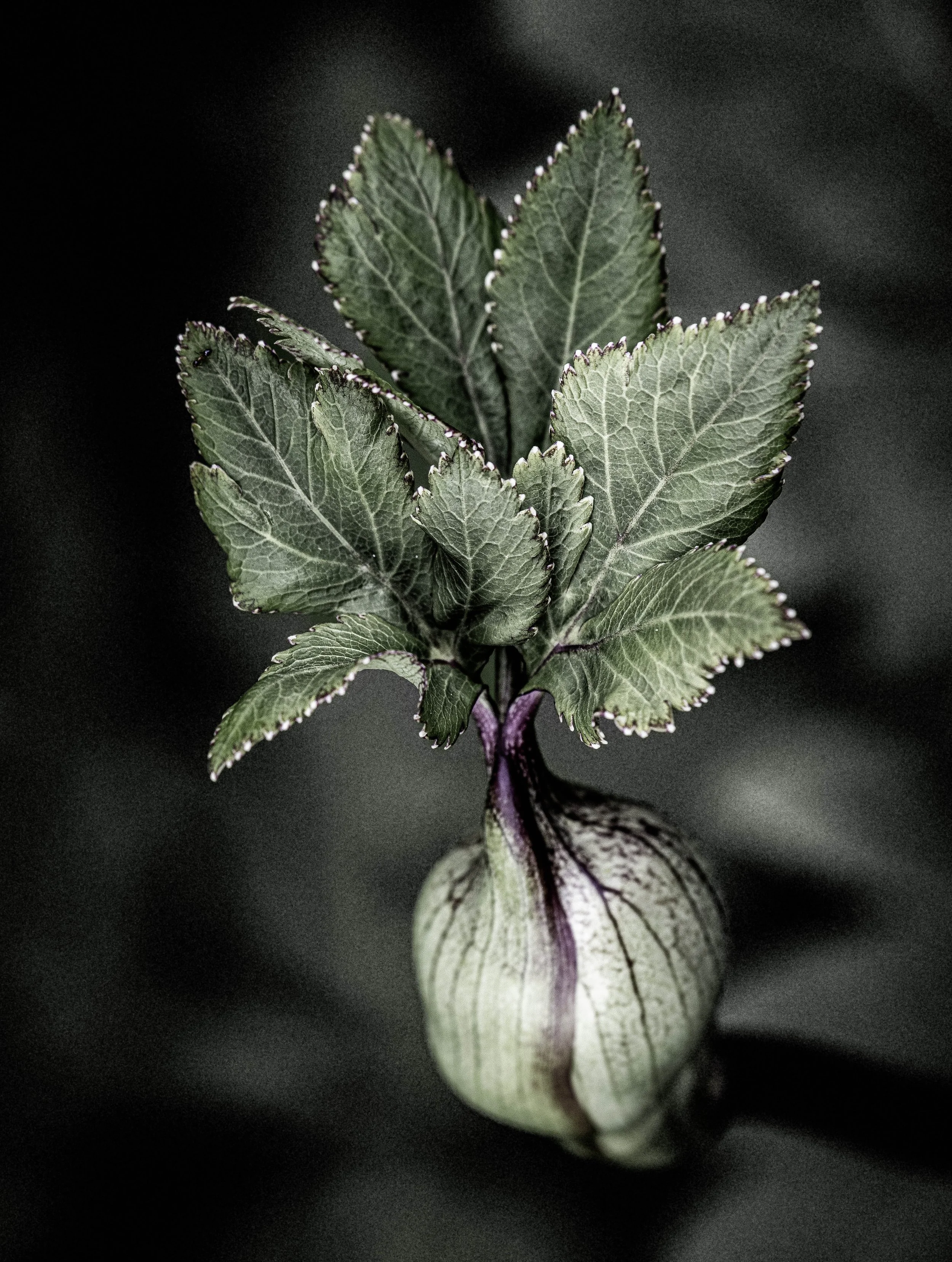 DSC_8838.jpg