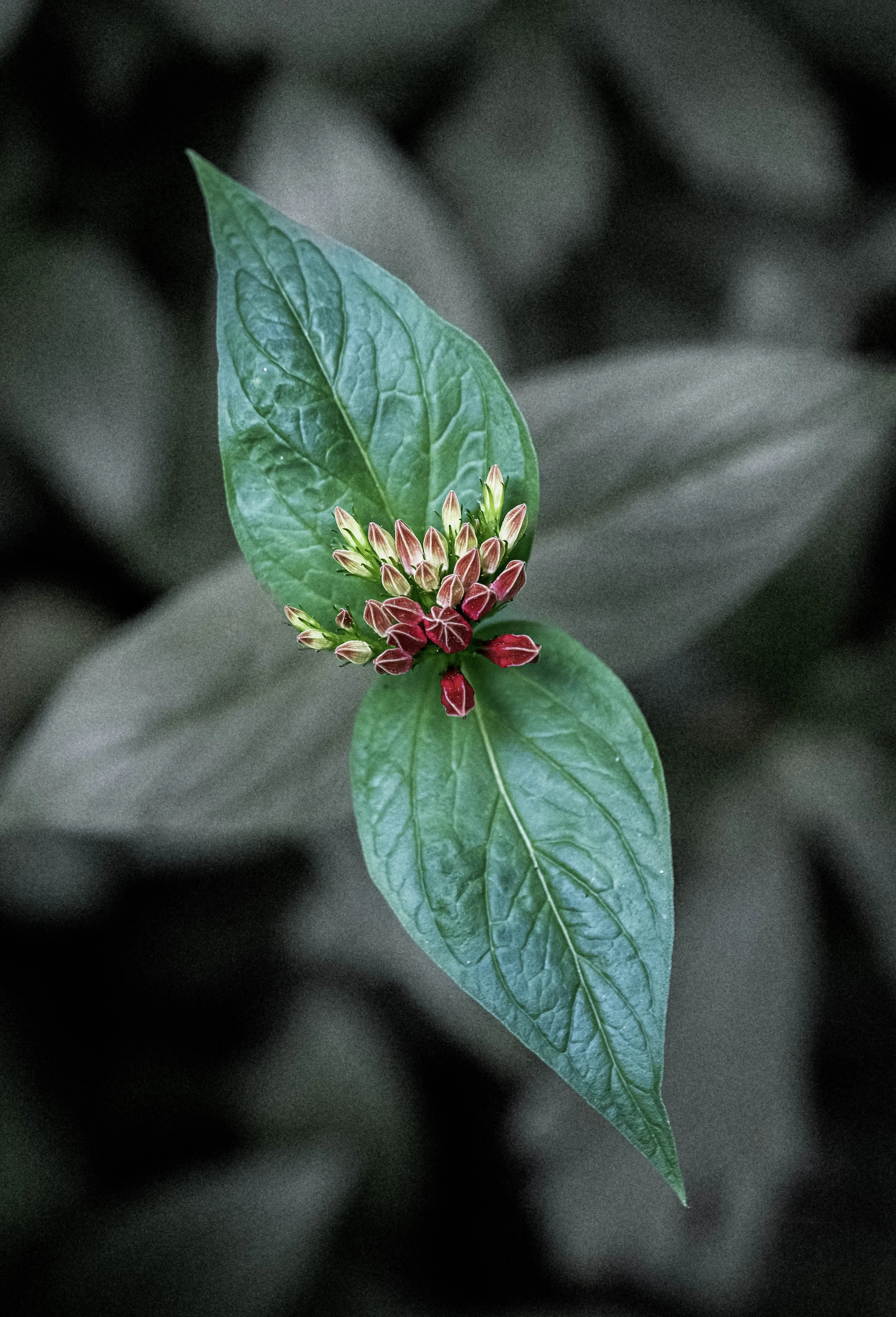 DSC_7079.jpg