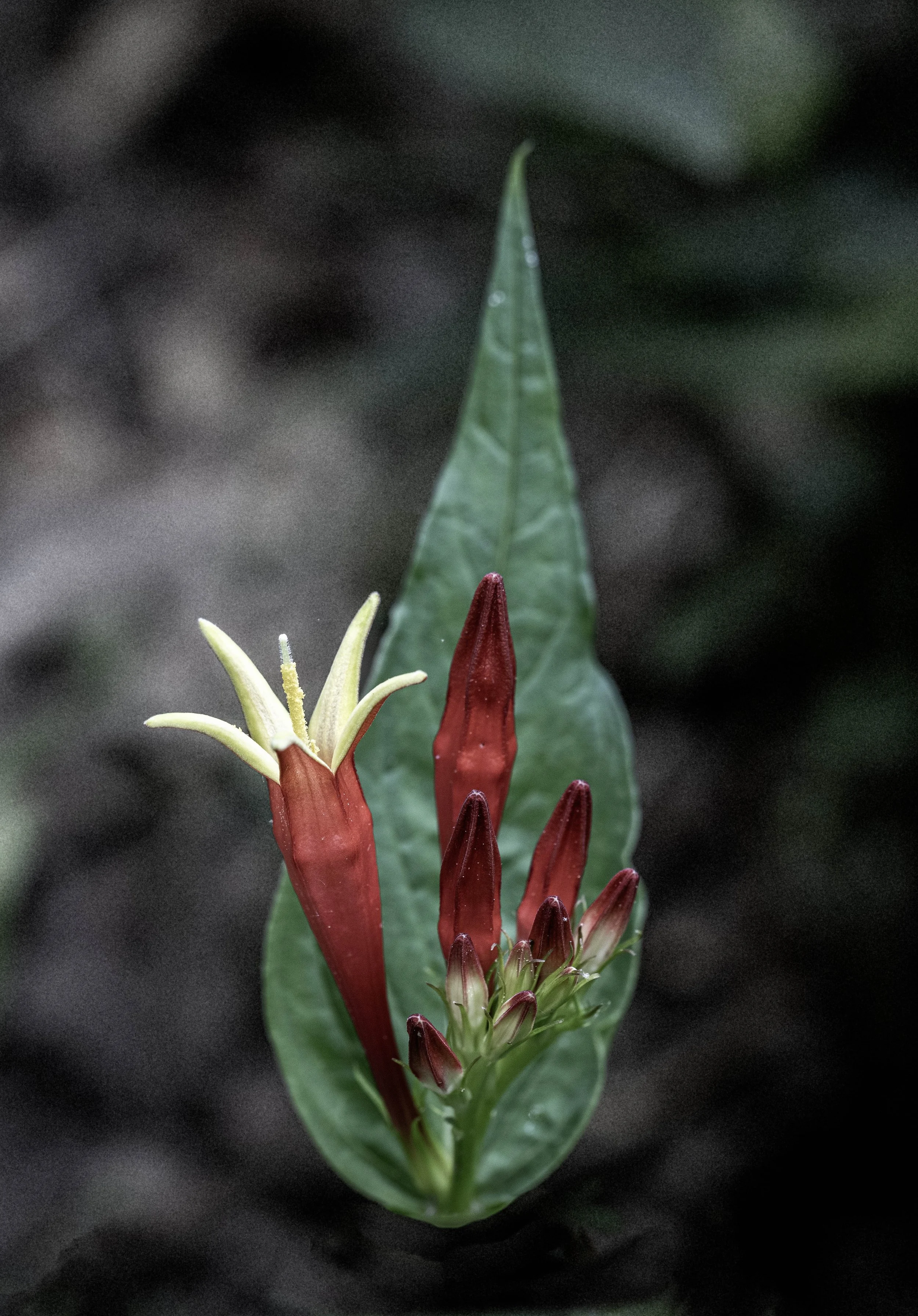 DSC_6768.jpg