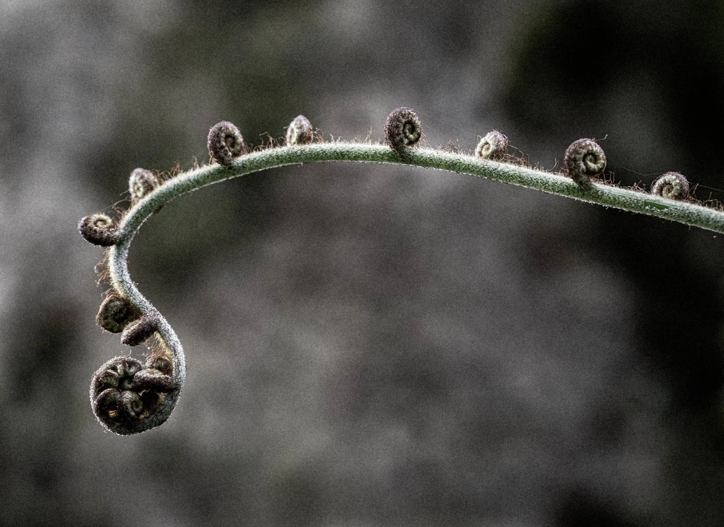 DSC_8667.jpg