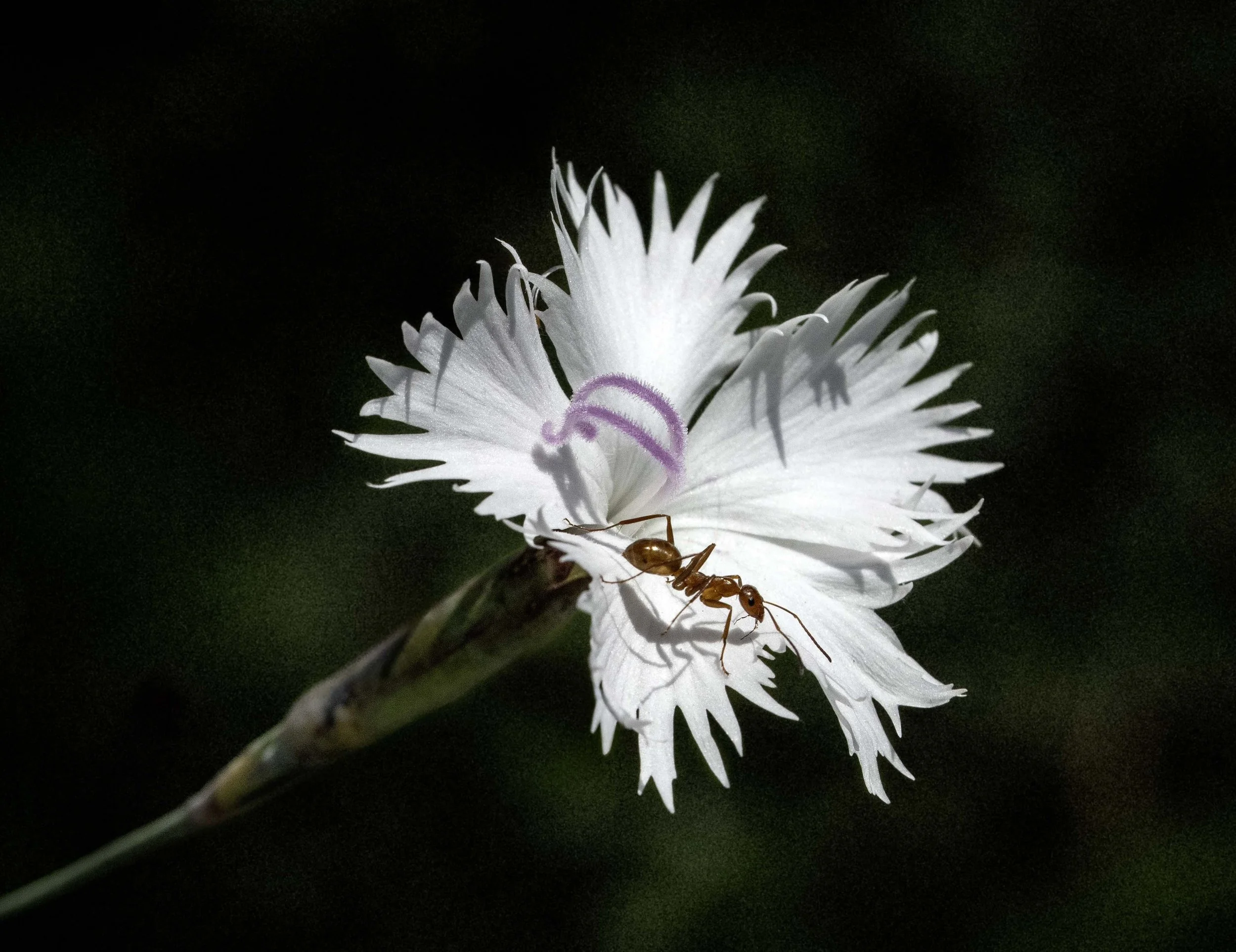 DSC_4737.jpg