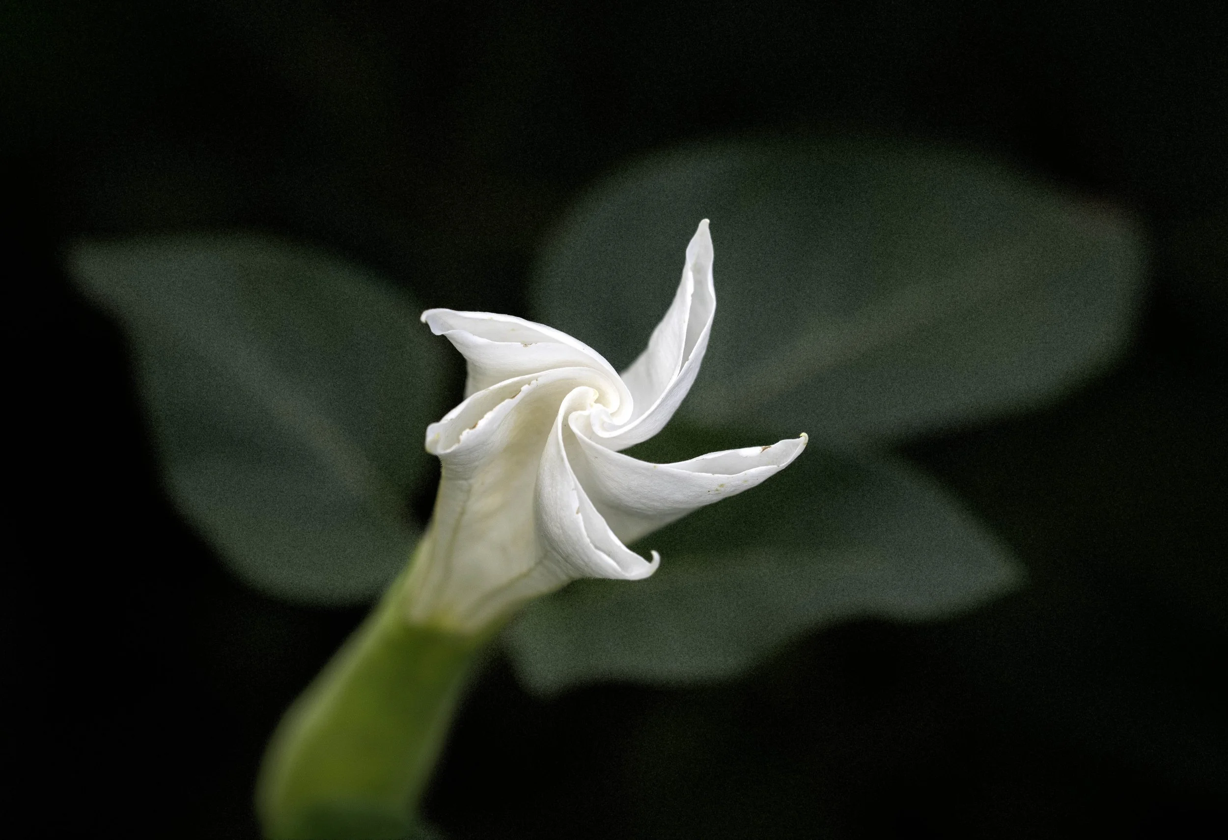 DSC_5185-1.jpg