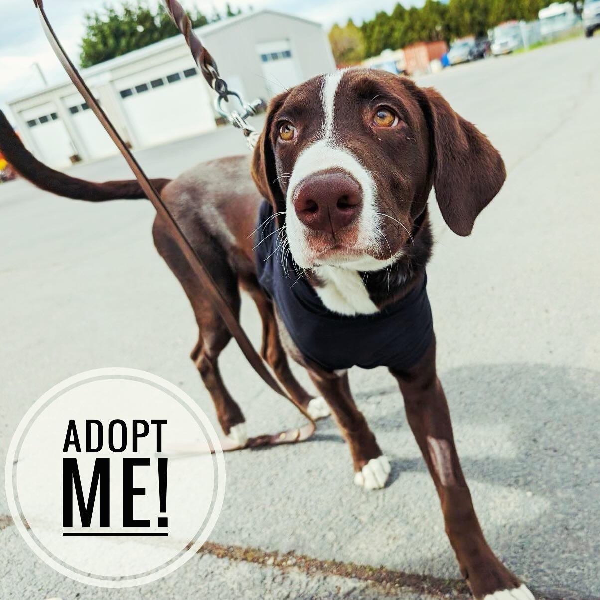 Hello! 👋🏼💕
This beautiful dog-soul is looking for his forever home! He is about 8 months old, recently neutered, good with kids and the sweeeeetest boy ever! 🩵🩵🩵
He would make an excellent running or biking buddy, he's a young active guy, but h