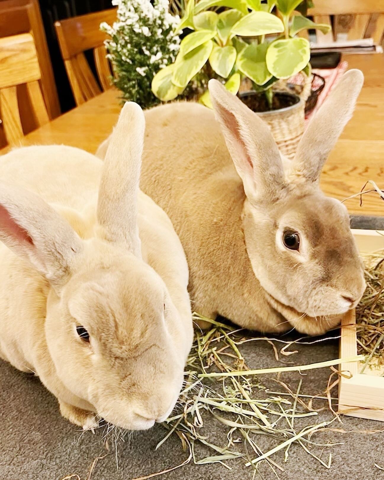 Coming THIS SATURDAY to Dog River Pet Supplies:
ADOPTABLE BUNNIES!!!
✨🐰🐰🐰✨
We are so excited for a new partnership with a rabbit rescue in Portland, paws crossed we can help some of these buns find their forever homes. 🩵
Come by the shop between 