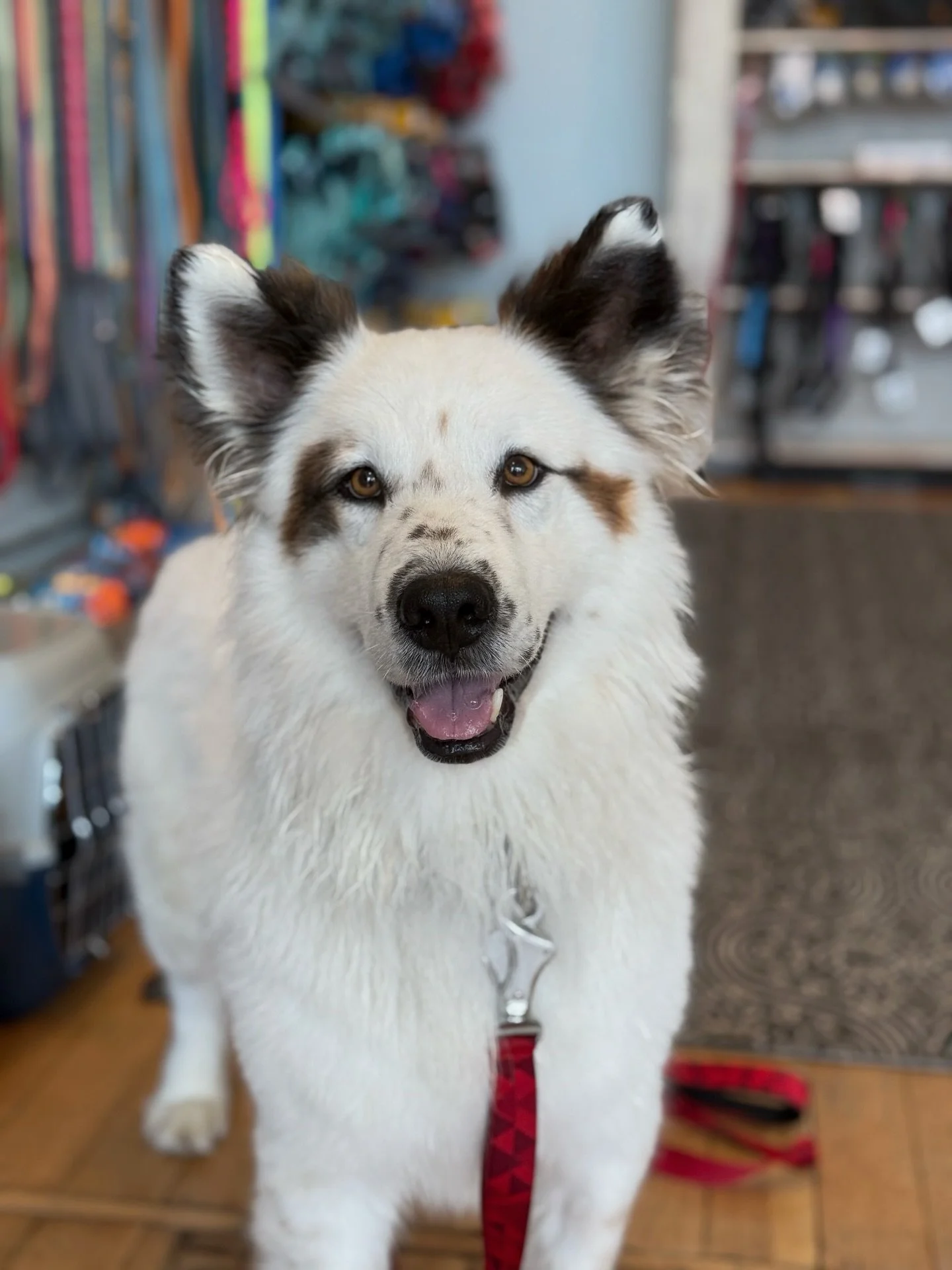 Why is this pup so dang cute?!? 😍
Two reasons:
1️⃣ He was just adopted from a rescue in Madras, OR.
👏👏👏
2️⃣ His new mom took him to @hoodriverhoundwash and washed his old shelter life right down the drain!
🤩🤩🤩
Any guesses what his mix is? (We 