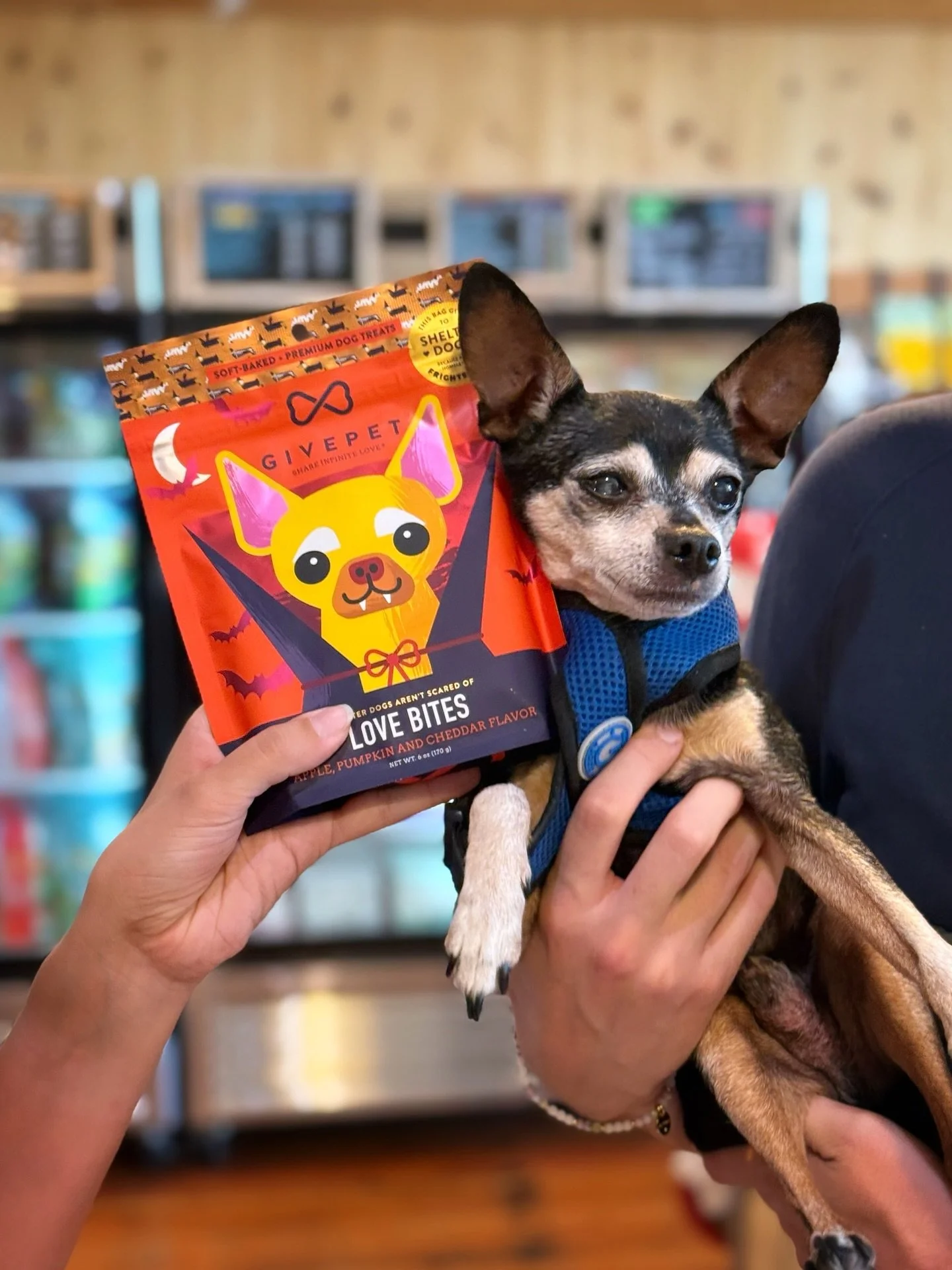 Chico would like you to know that he's not collecting royalties, he isn't sponsored, nor is he an ambassador, he just so happens to look a LOT like the vampire dog on the front of the @givepet &quot;Love Bites&quot; Halloween dog treat bag. 🧛&zwj;♂️