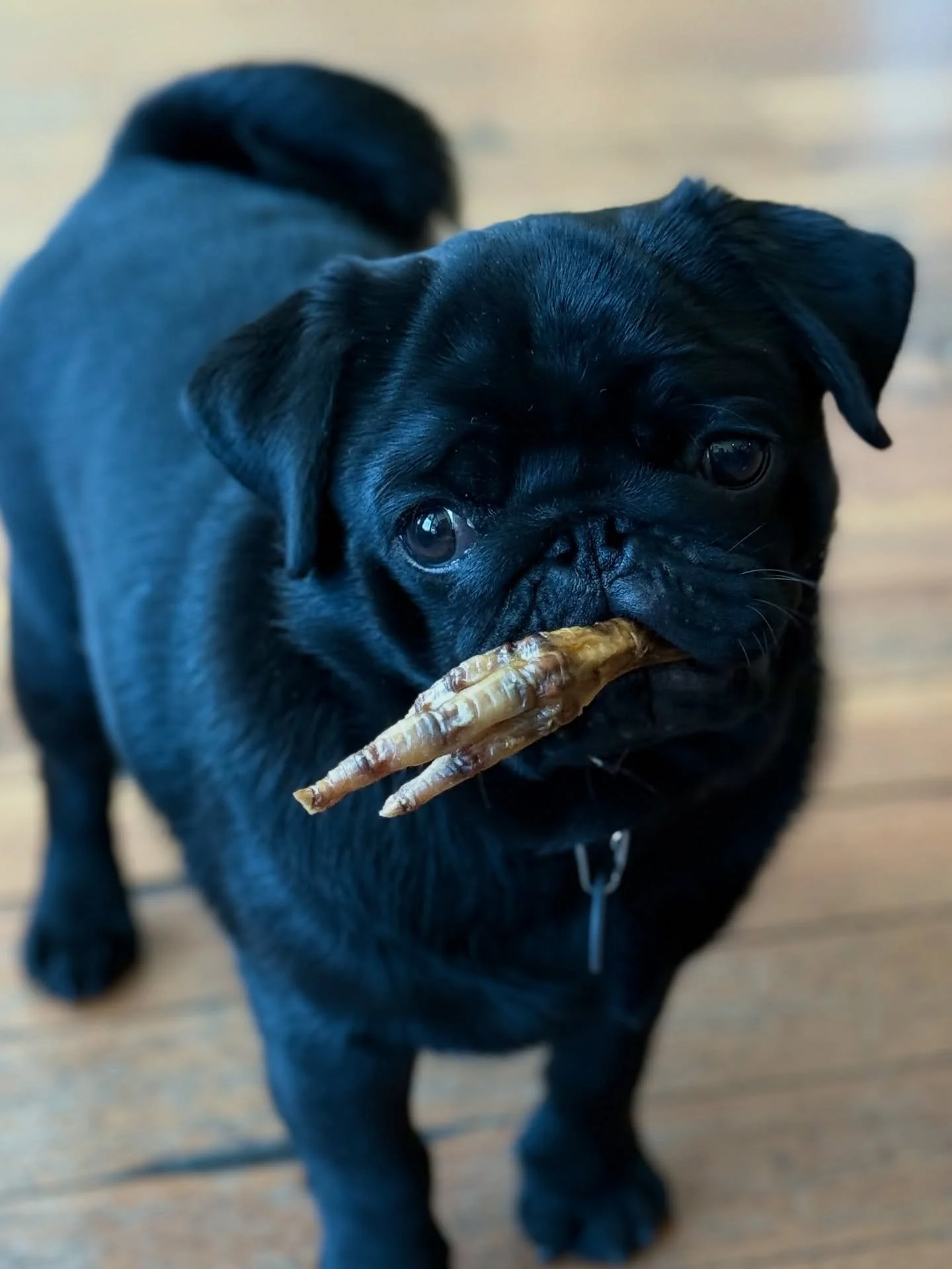 Just found these pics from a few months back, I can't believe I forgot to post the &quot;side-eye Pug!&quot; 
These Uncle Larry's chicken feet are so high value that we couldn't even get close to retrieving one without a hilarious evasive move to pro
