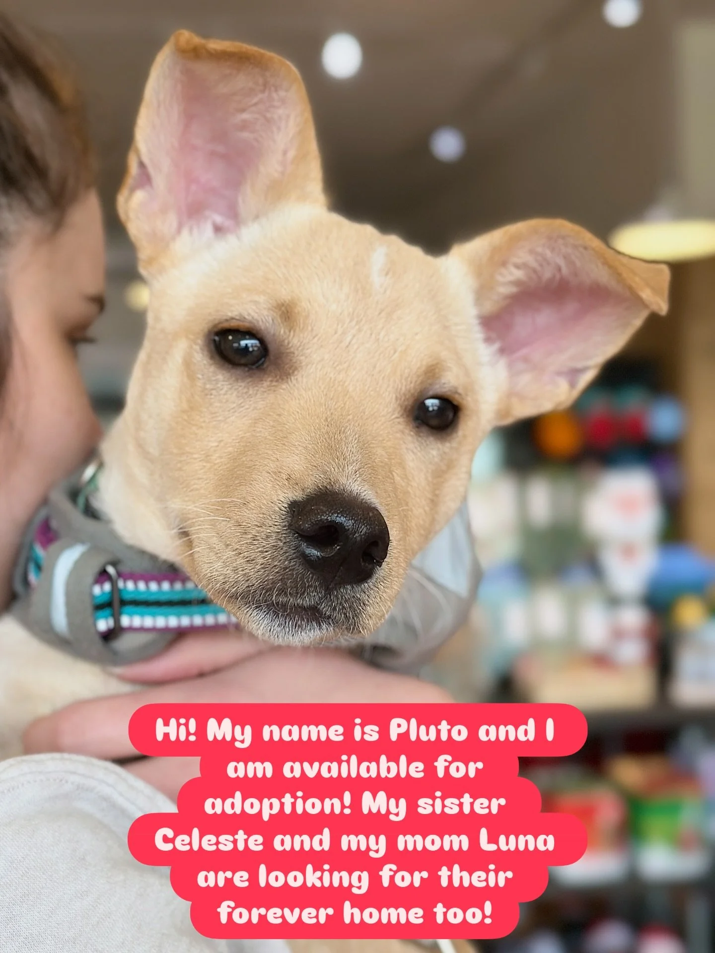 Oh my goodness! 😍
WHO IS GOING TO ADOPT THIS CUTIE?!?
You can find Pluto, Celeste and Luna @hoodriveradoptadog (along with so many other great pups) might you be their new human?
Please share so we can help these cuties find their forever homes! 🐕?