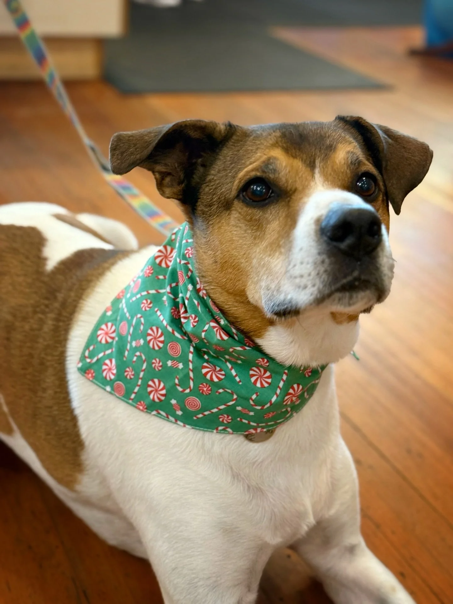 Isn't Banjo so very handsome in his new @thepawsco_  peppermint candy bandanna? 😍
These bandanas are &quot;cute with a conscience&quot; with a significant percentage of the sales going to help street dogs in Bali, where the bandanas are manufactured