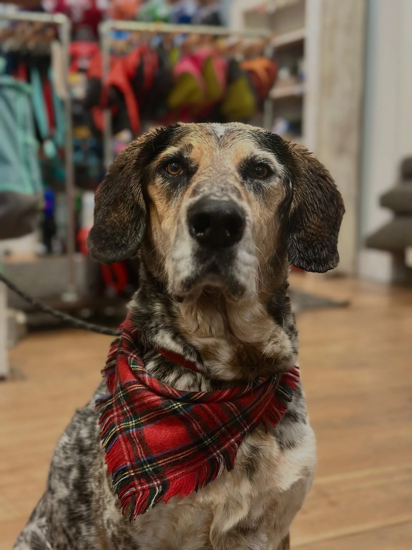 Ooh baby baby! 😍
What a gorgeous boy! Can you believe this handsome fella is 12 years old? We all crushed a little (a lot) on Copper when he and his family came to visit today.
Lucky for him, his mom decided to switch up his diet and take him off of