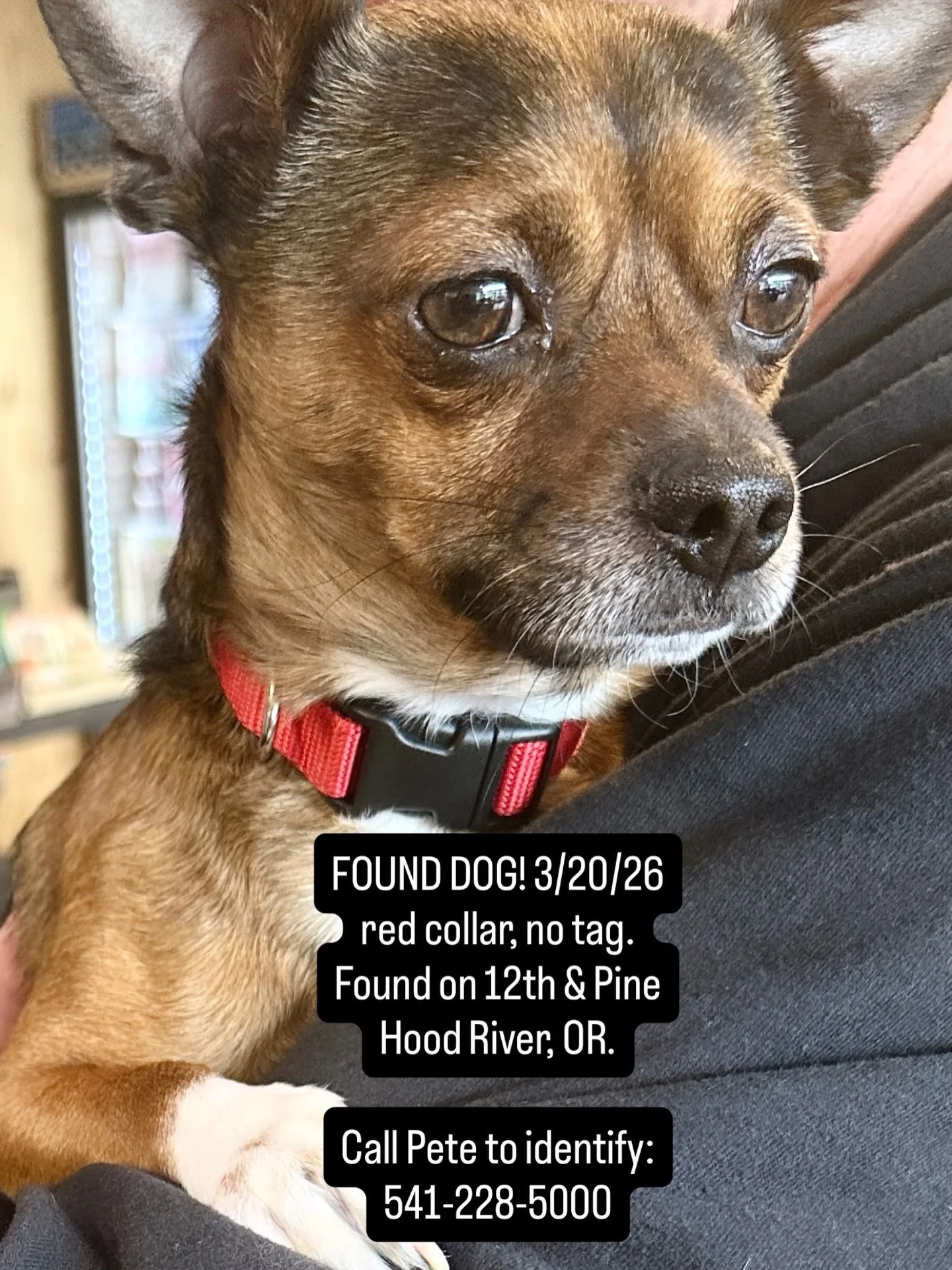 Anyone recognize this pup? Found today 3/20/26 at noon running down 12th street and Pine on the heights in Hood River.
Please call Pete to identify:
541-228-5000