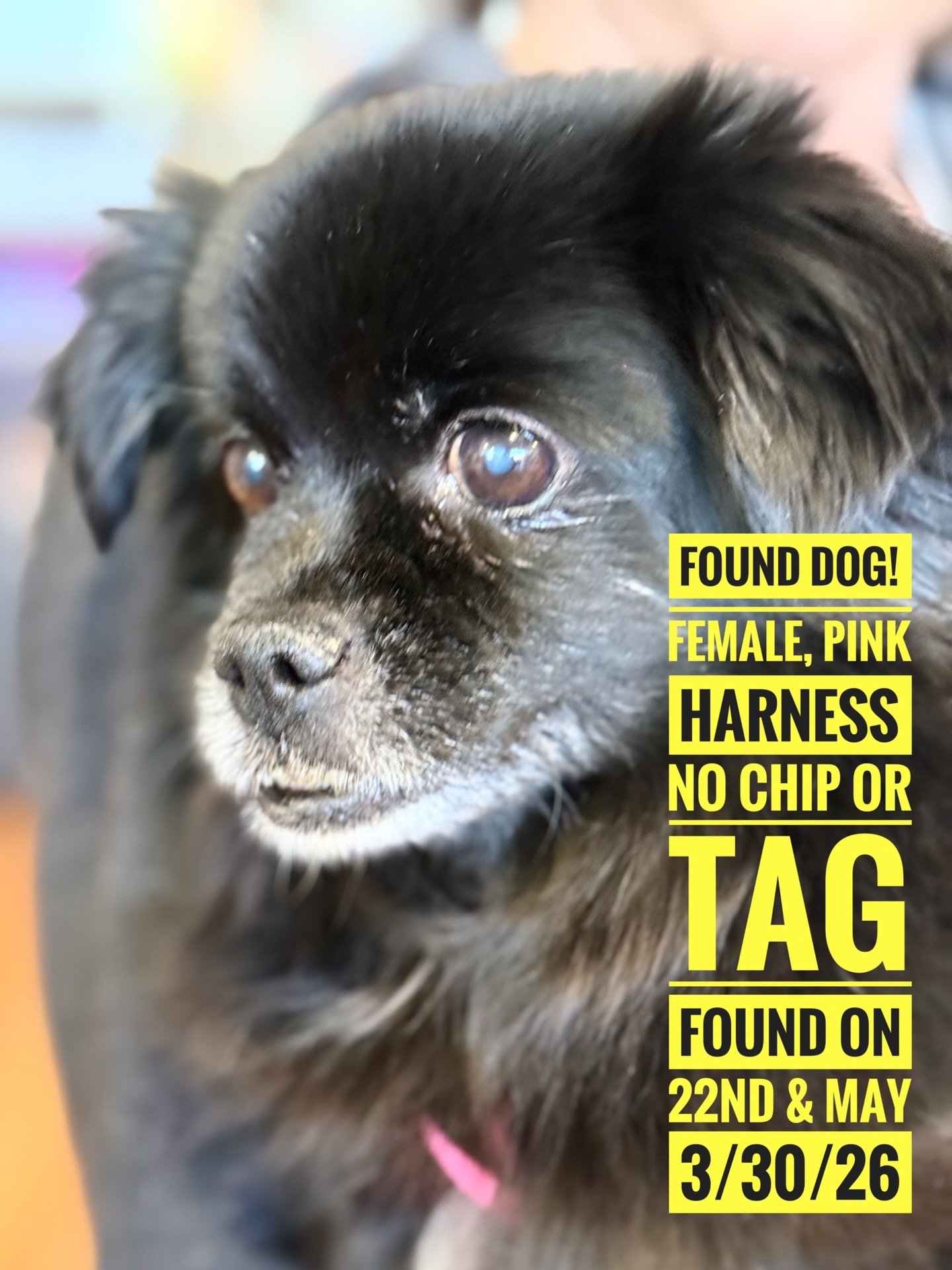 Do you recognize this pup? She was found around 4:00pm 3/30/26 on May St &amp; 22nd. 
She may be in heat, very emotional and sweet. No collar, chip or tag, just a pink harness.
Please text Angela if you recognize her. 406-599-7003
#founddog 
#hoodriv