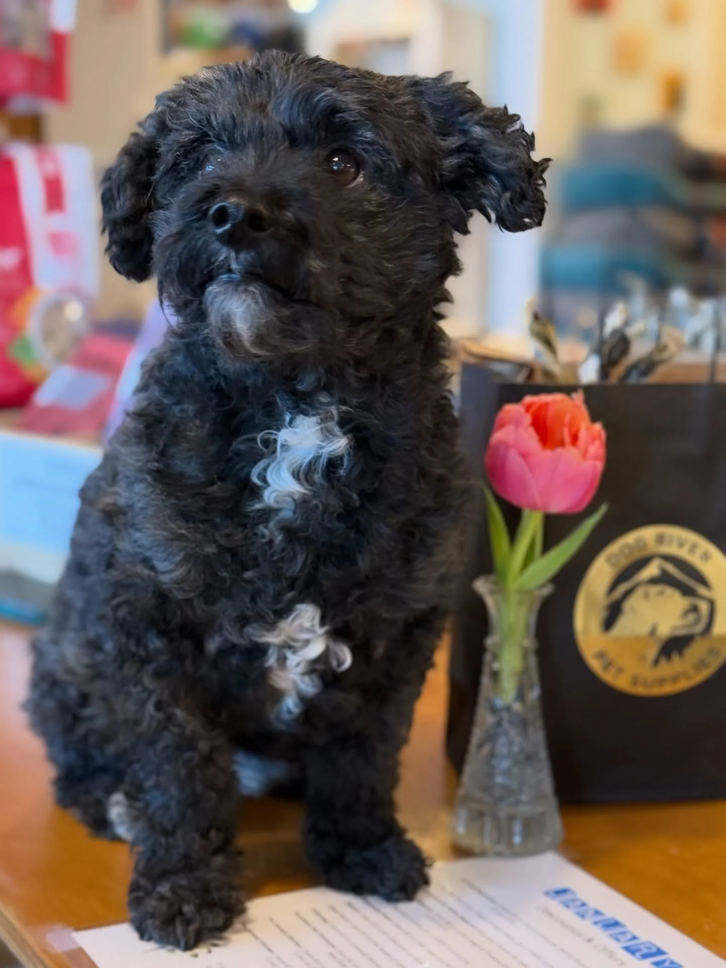 This little guy turned 8 this week! 🎉
Trooper was one of our very first customers, back in the day when you could sit on the couch by the registers, (who remembers those days???) and chat with us for hours. 
He is also one of our first true "su