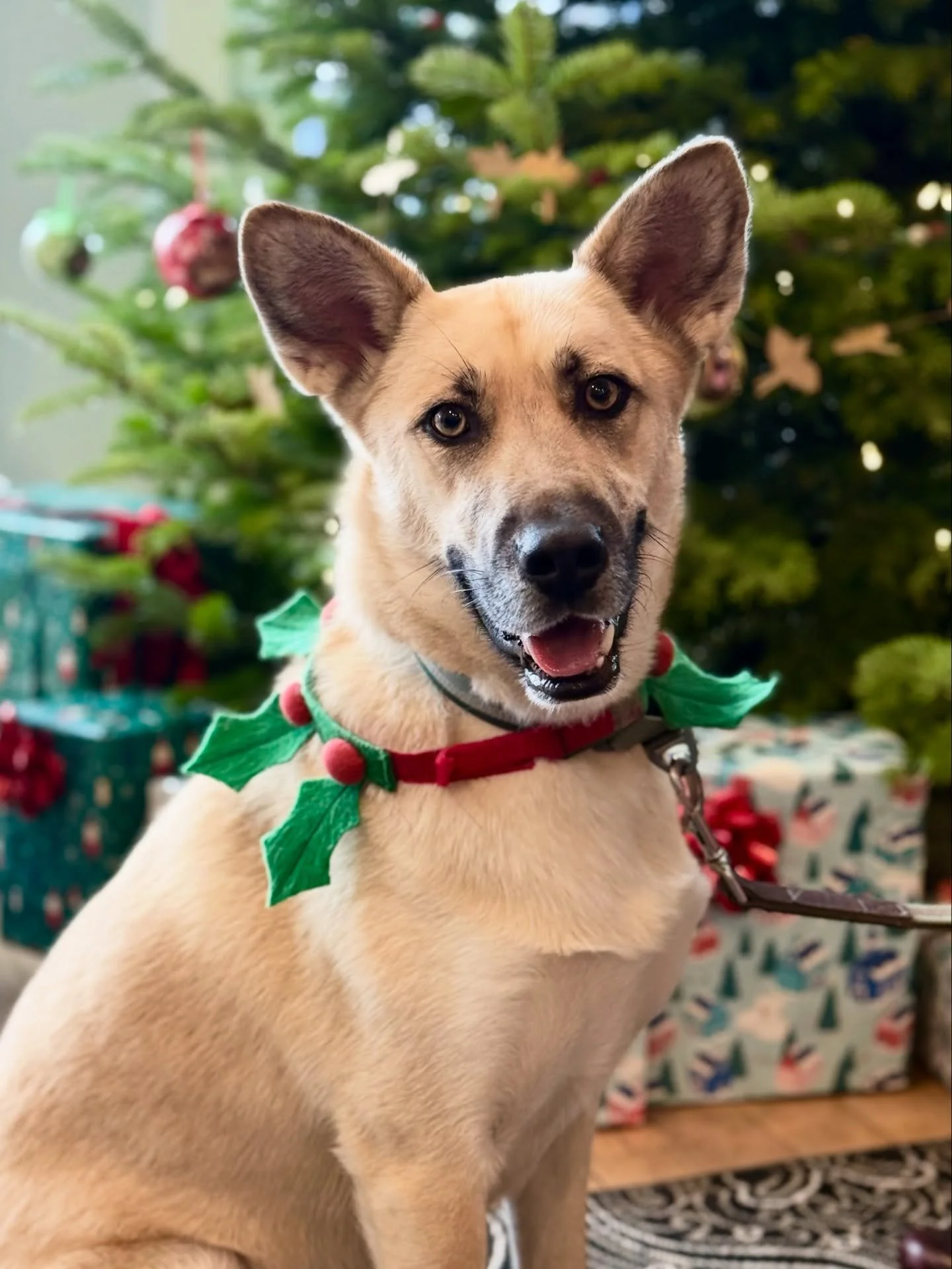 This is my mom's dog, Wags. She was adopted from @columbiagorgehs one year ago. 😍 Despite her rough beginning in the shelter, she's coming along really nicely! 
She had to learn all about family life, and city life, meeting new people, and how to wa