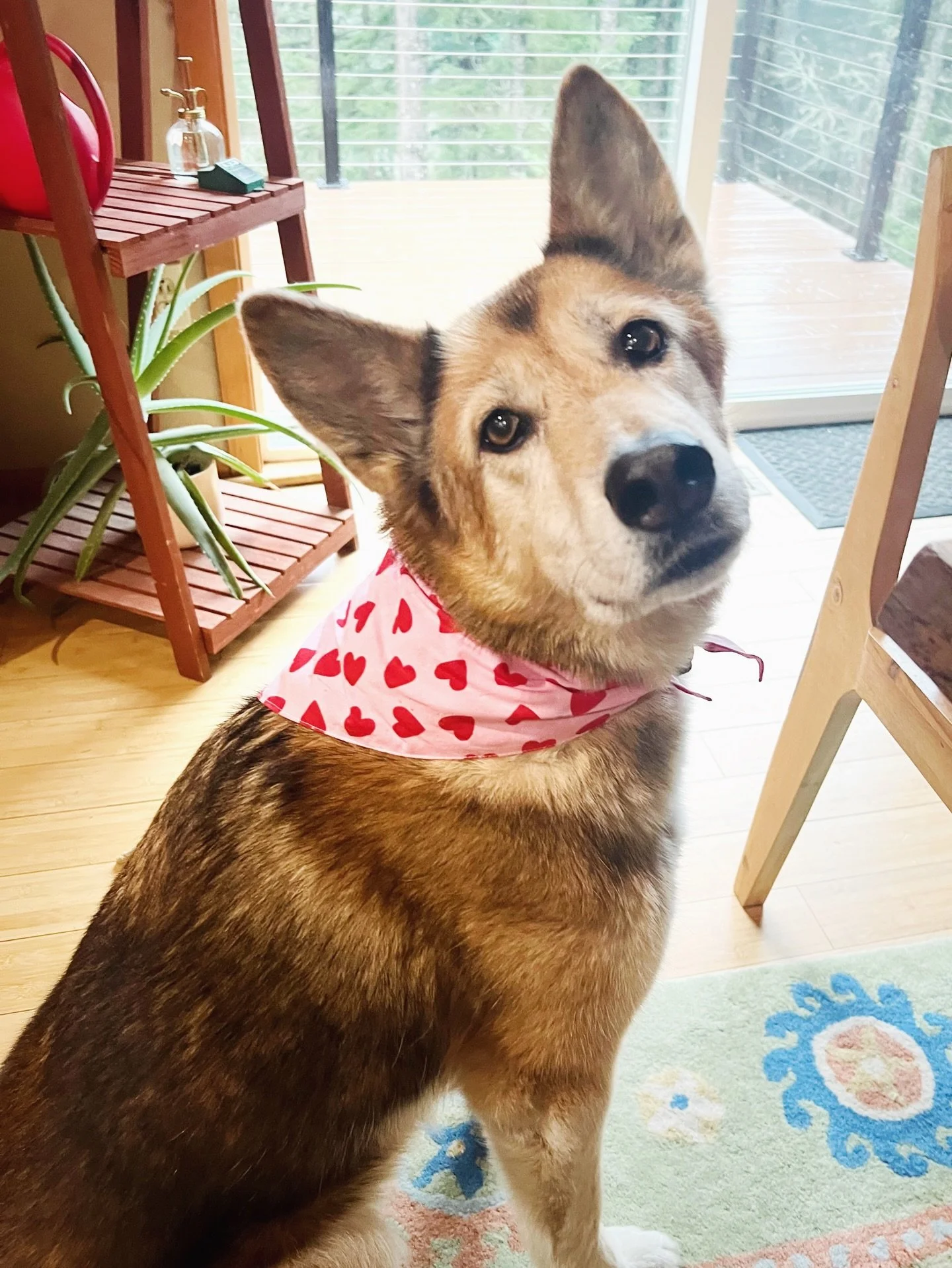 Denali and Sandwiches are showing their BIG love this week with two super cute 🩷 bandanas from @thepawsco_ 
Fresh patterns in the shop now, just in time for Valentines Day on Saturday. (Maybe they'll wear them to our anniversary party?) Paws crossed