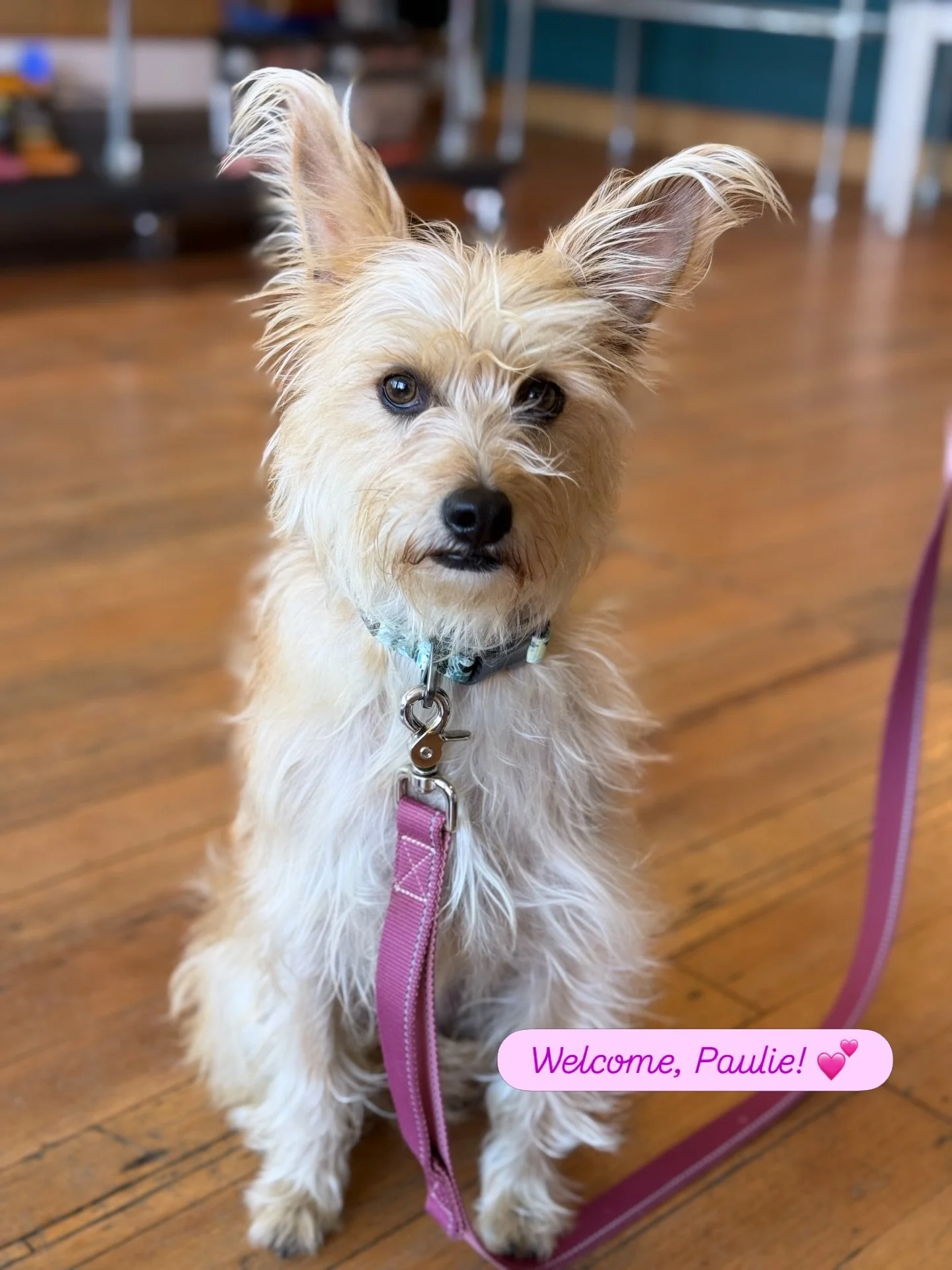 Look at this adorable little girl!!! 😍
Paulie is new in town, just arrived from Mexico where she was found as a stray. Once she was rescued, she promptly gave birth to 8 puppies, all of whom have been adopted. (I mean, how could you not?!?) Then she