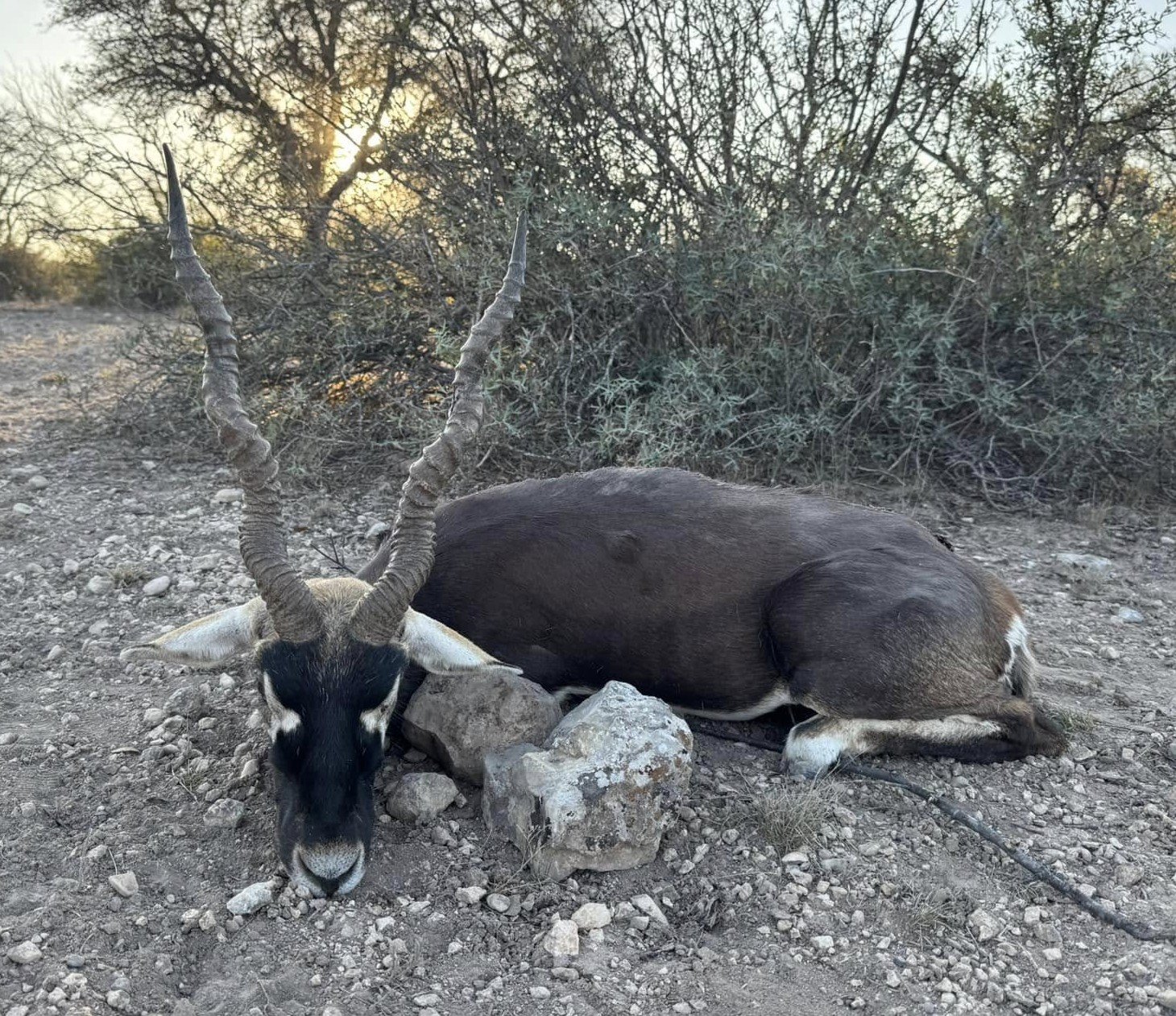 trophy blackbuck.jpg