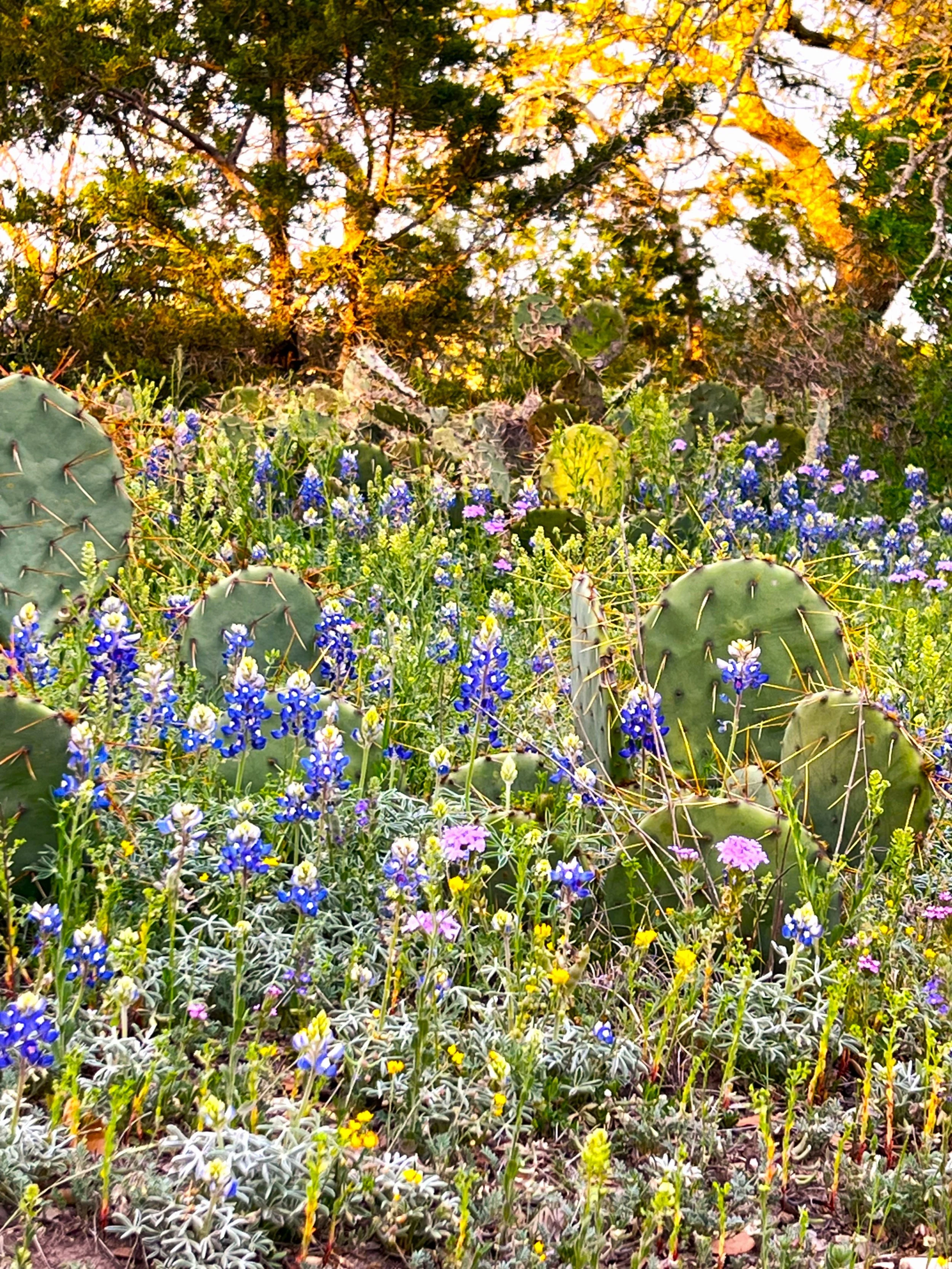 bluebonnets.jpeg