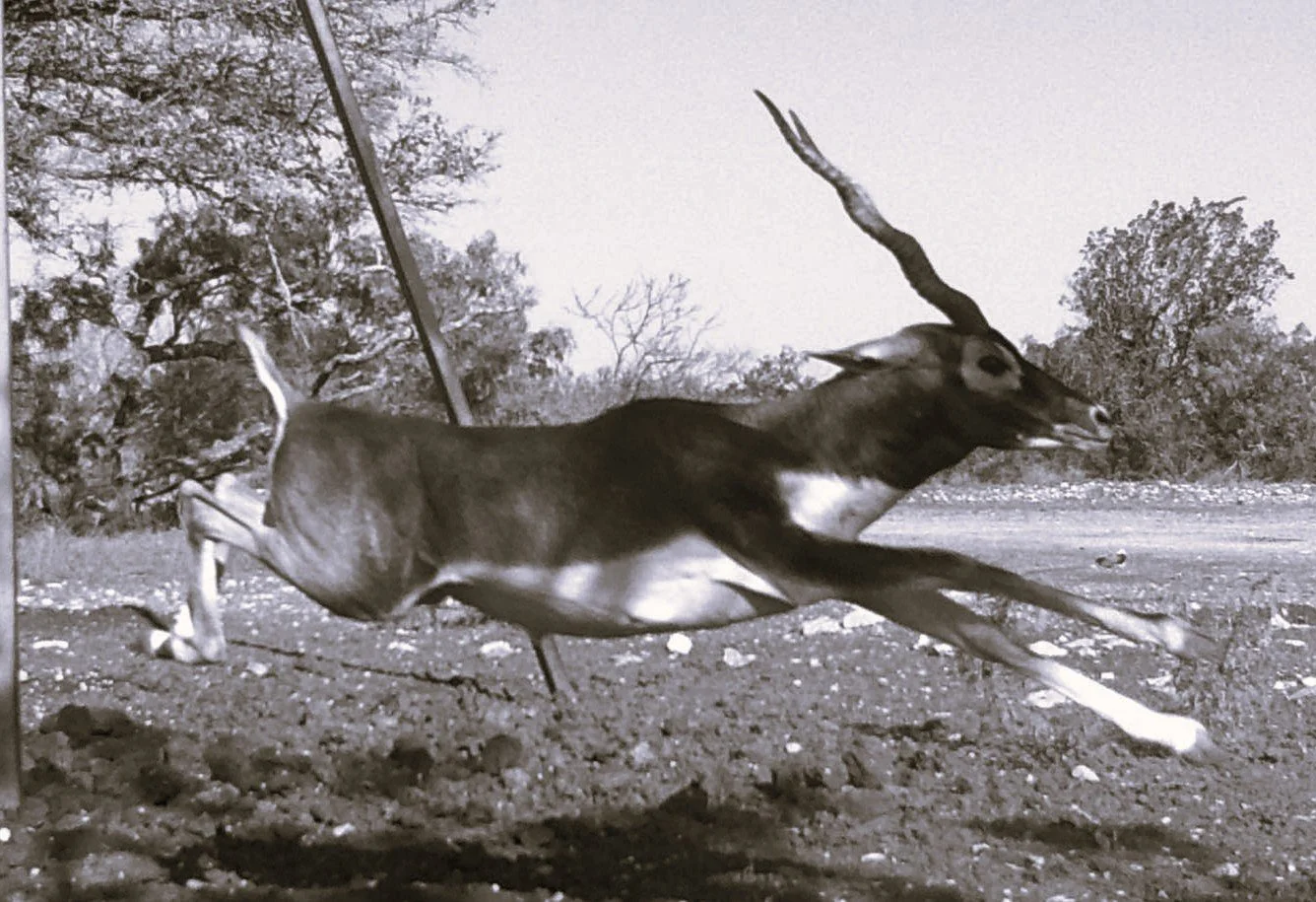 blackbuck 2 B&W.jpg