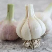 freshgarlic.jpeg