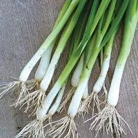 scallions.jpeg