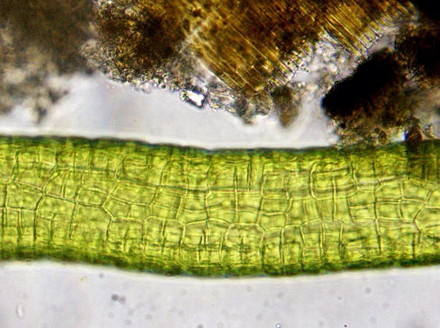 Plants, dirt, diatoms. 100x magnification. Brightfield.
.
Just a pretty little filler photo for this week&rsquo;s posts.
.
.
.
#microscopy #science #nature #biology #biodiversity #scicomm #sciart #microbiology #botany #plants #diatoms #underwaterphot