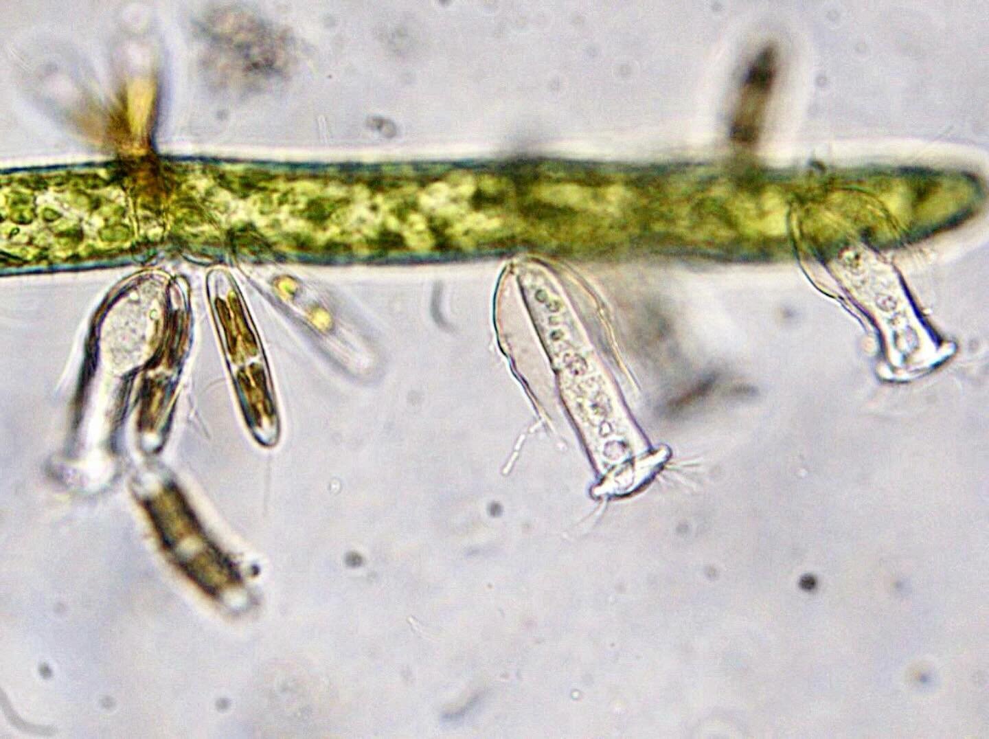 Still from the video &ldquo;Ciliates and diatoms on green algae.&rdquo;
.
Filamentous algae like the Oedogonium sp. shown here are barely visible in a jar of water. If you squint really hard, you might see what look like thin green hairs. And anythin