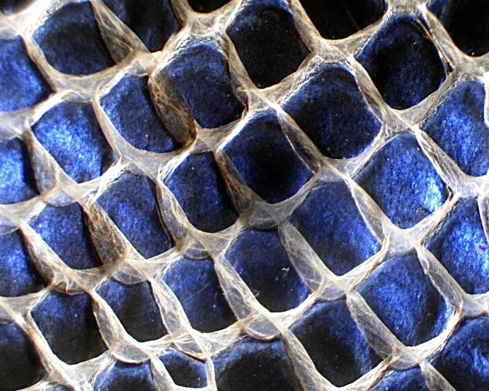 SnakeSkin_8x10.jpg