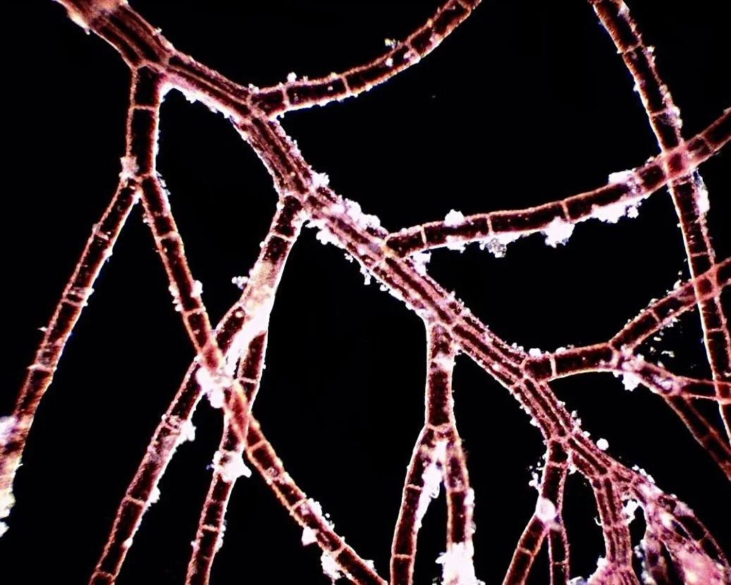 RedAlgae_8x10.jpg