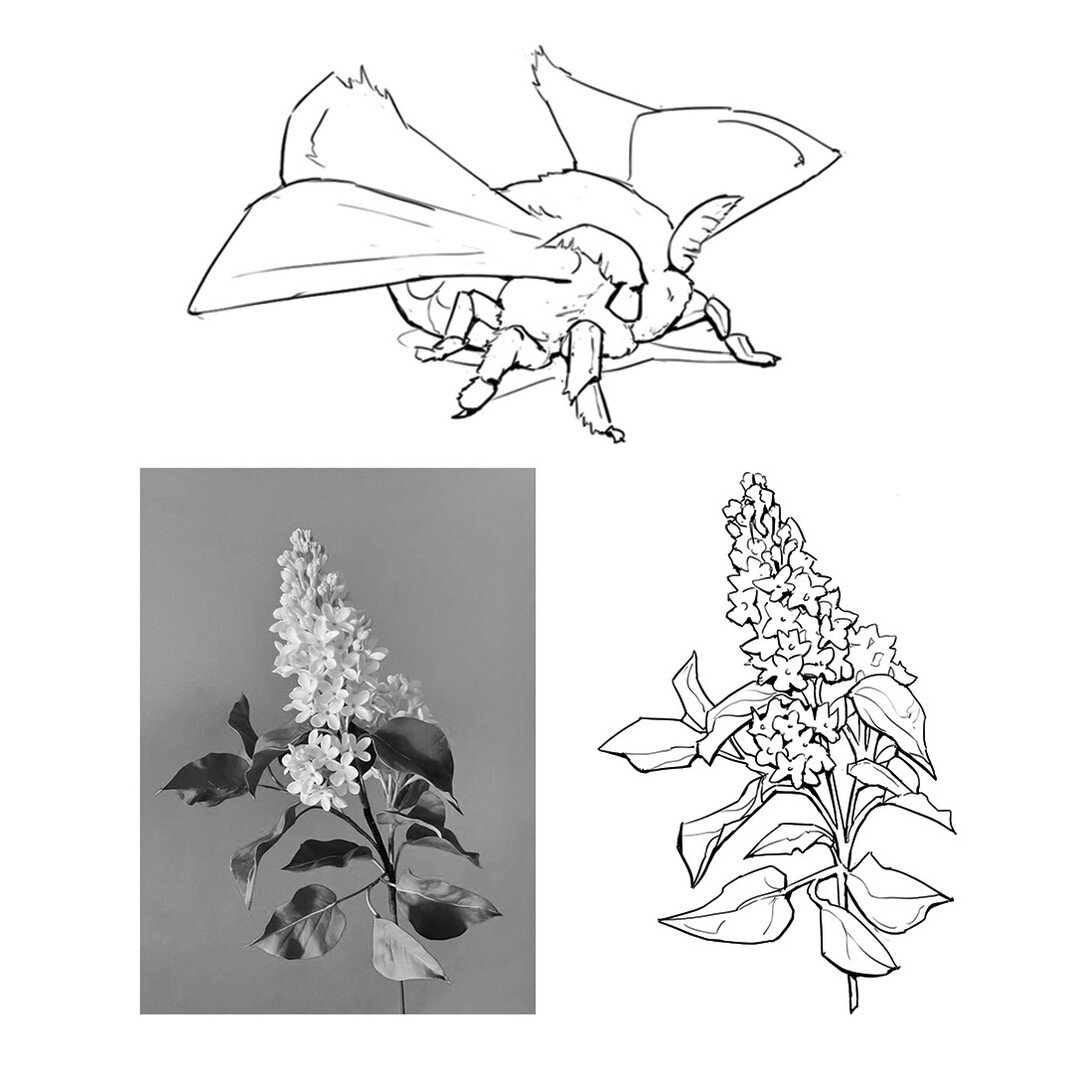 Photo study demos for sketching class! I think plants are up there in terms of fun with all their abstract shapes. Moths are cool too

#demo #sketching #drawing #lcad #bugs #plants #nature #lifedrawing #study