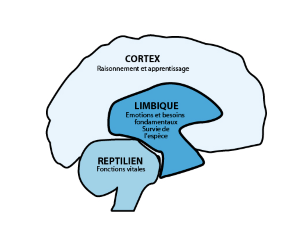 Comprendre la peur avec les neurosciences — Coaching Ottawa — free download