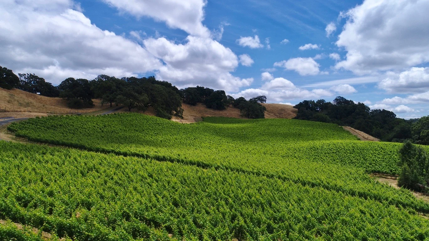 Zinfandel.jpg